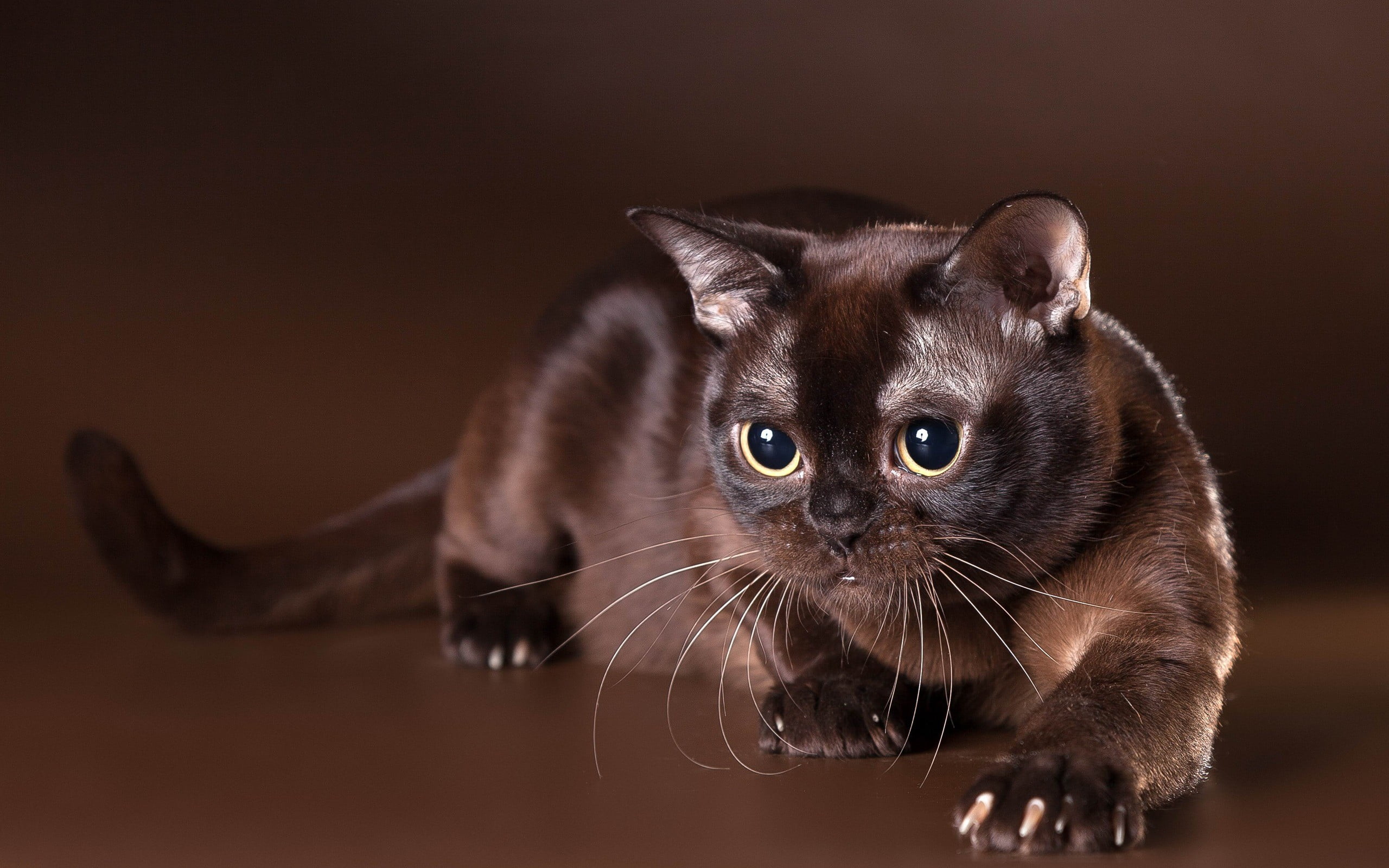 eye, black, fur, whisker, one animal, people, domestic animals, domestic cat, colored background, feline, animal body part, looking at camera, animal eye, HD Wallpaper