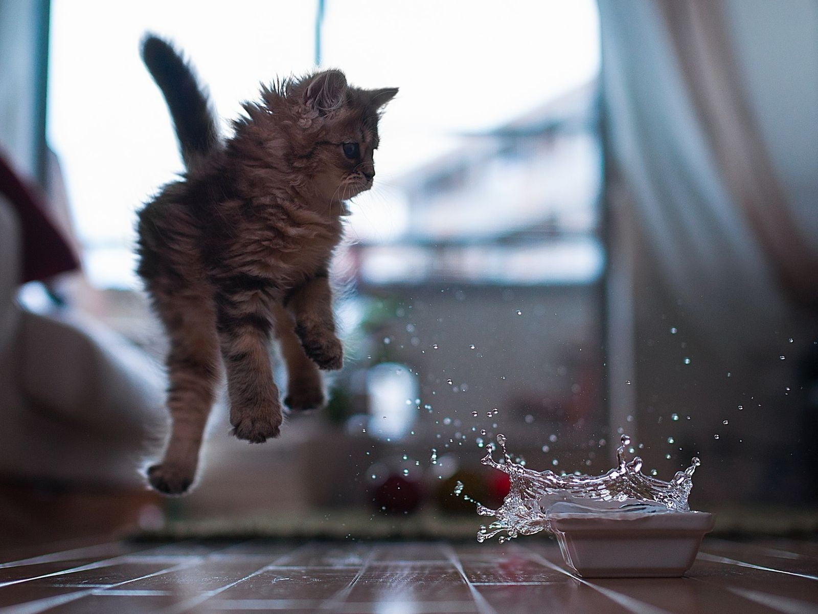 domestic cat, Ben Torode, splashes, gray, kitten, glass - material, motion, domestic, no people, wooden surface, looking, indoors, 720P, one animal, mammal, HD Wallpaper