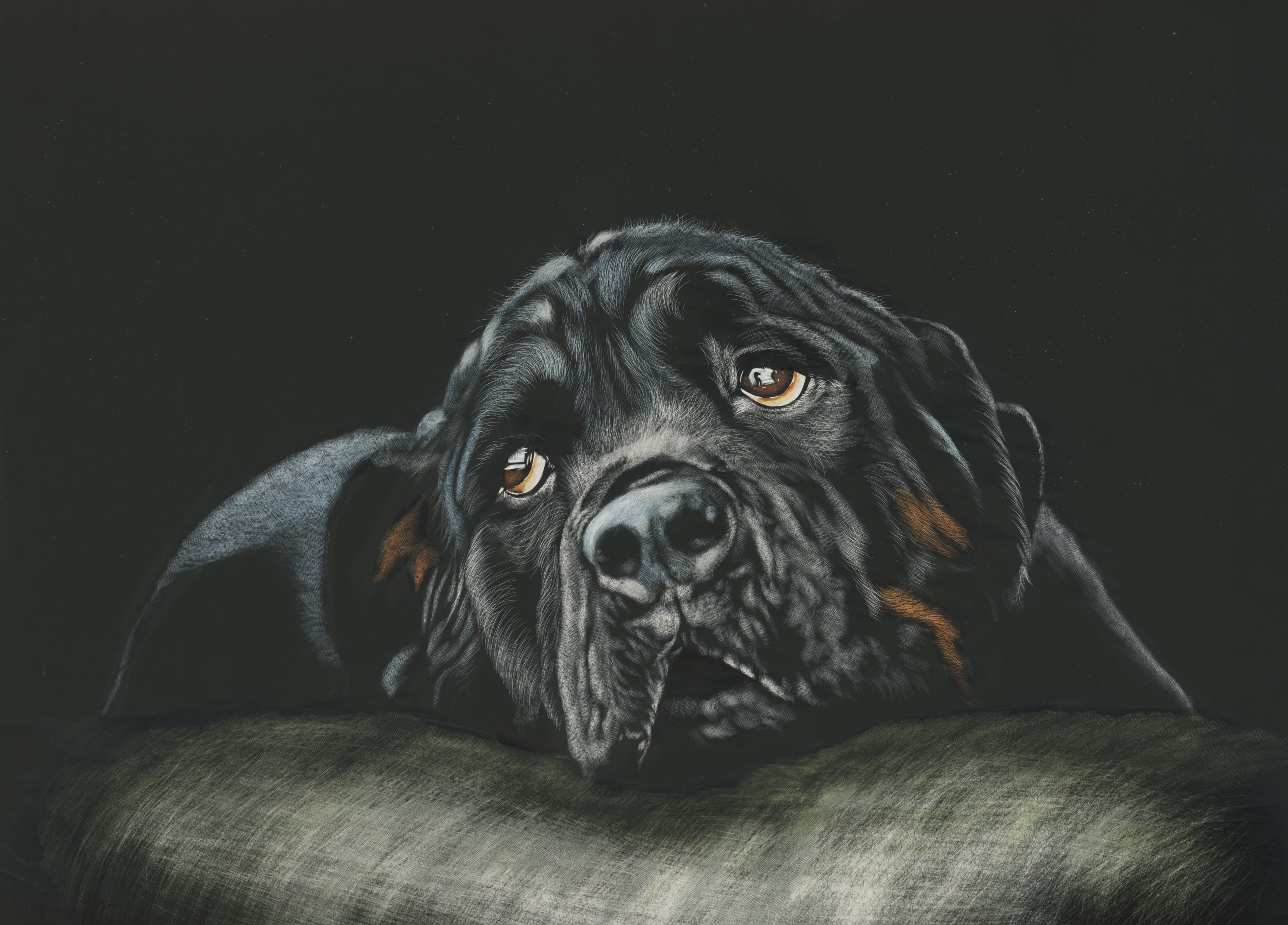 2K, Black, Breed dog, Rottweiler, HD Wallpaper