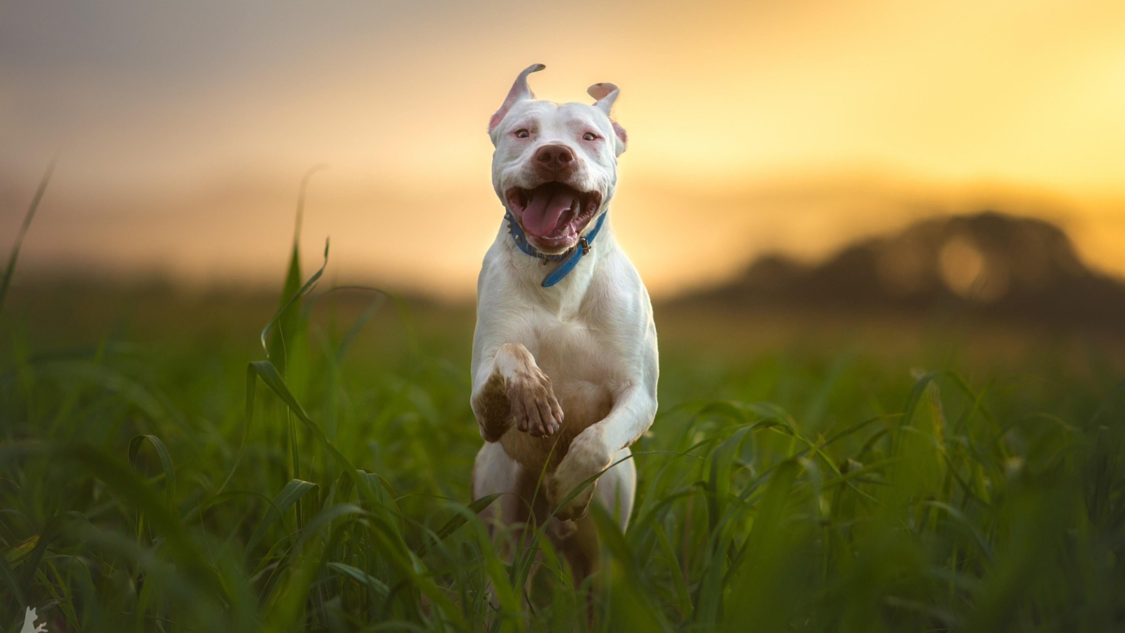 animal themes, domestic animals, breed, 4K, blurry, pets, collar, sunset, pitbull, one animal, no people, mammal, focus on foreground, nature, portrait, HD Wallpaper