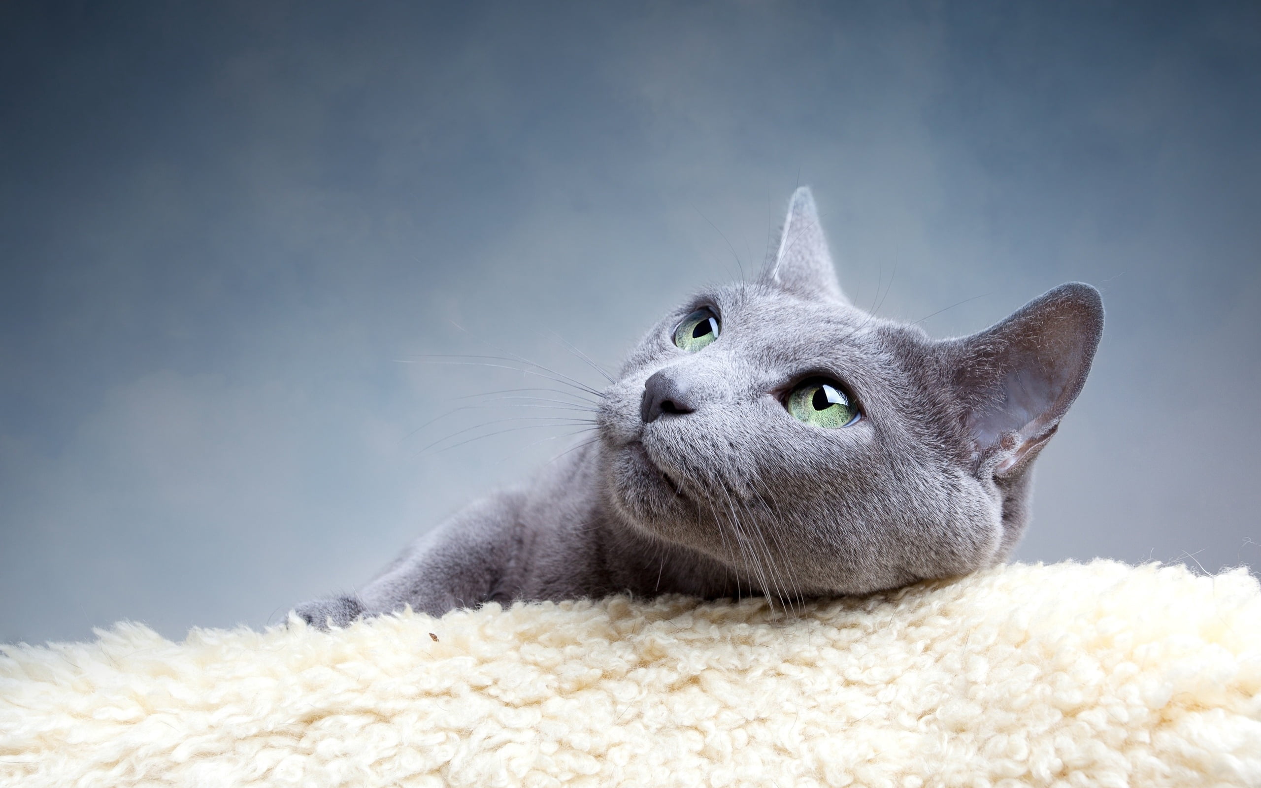 purebred Cat, studio Shot, animal, animal themes, softness, gray, 2K, fun, shorthair Cat, animal head, cat breed, russian, close-up, one Animal, blue, HD Wallpaper