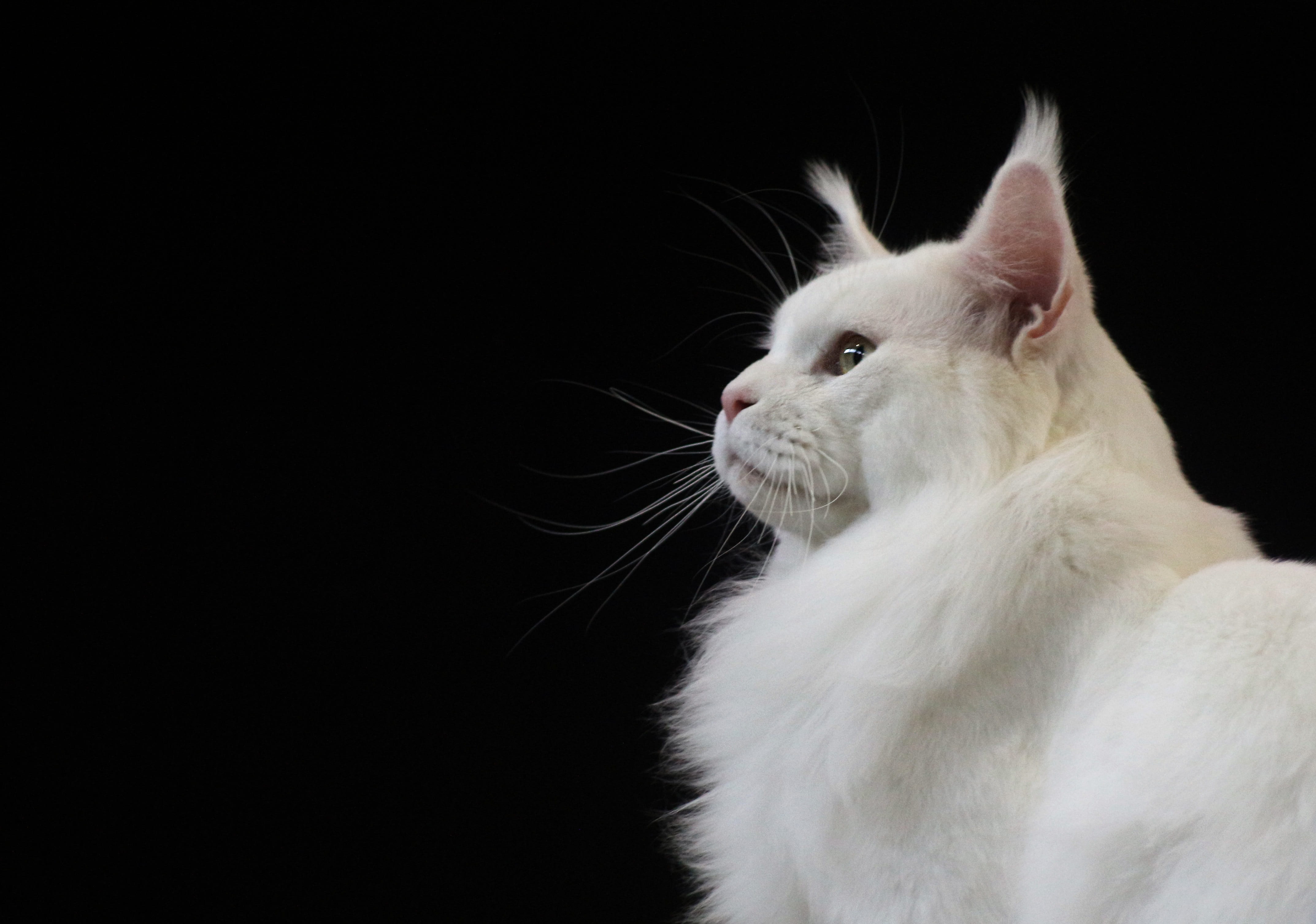 animal themes, animal head, looking, mammal, profile view, feline, eye, one animal, vertebrate, mouth open, domestic, sit, domestic cat, white, white color, HD Wallpaper