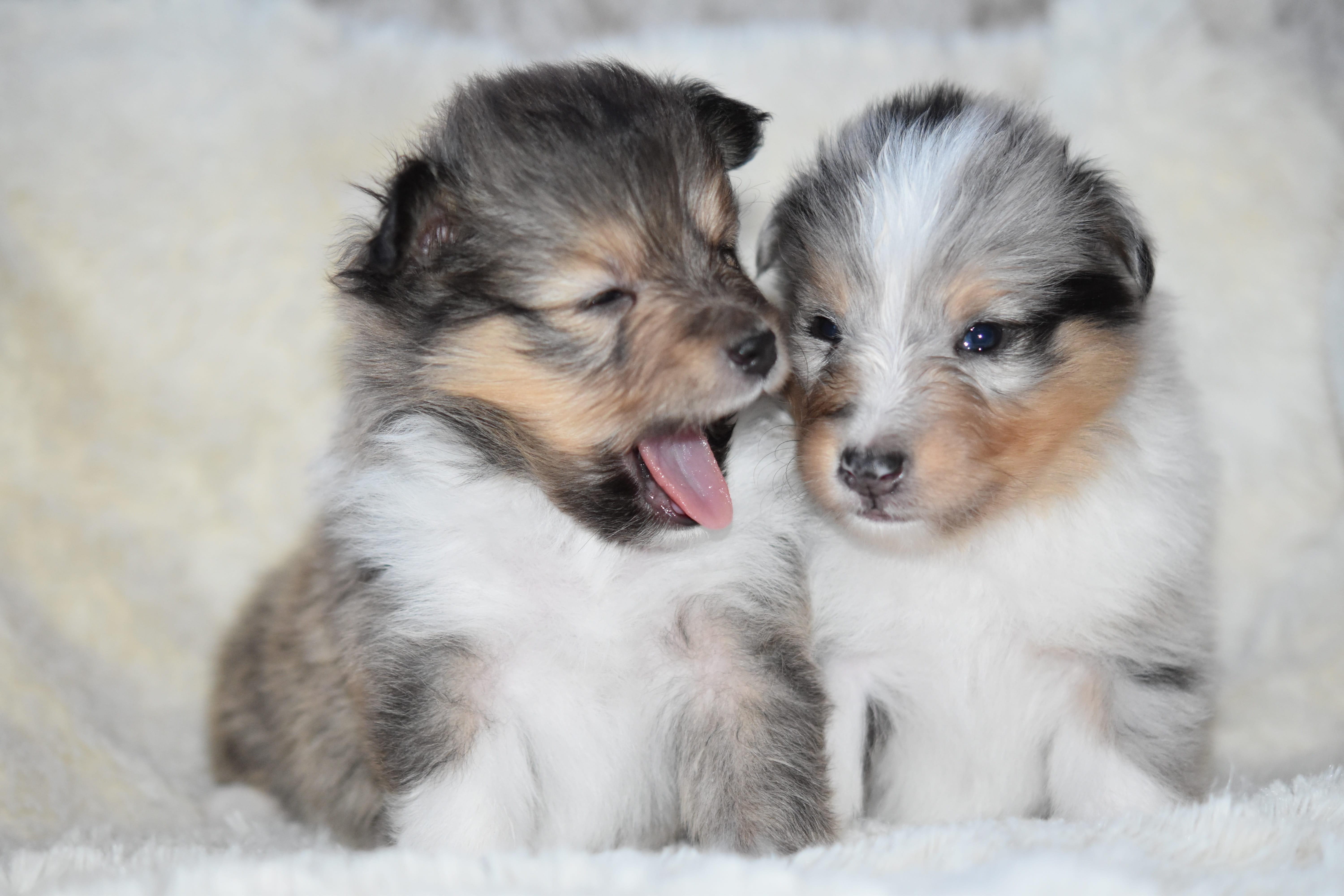no people, puppy, adorable, pets, animal, focus on foreground, animals, cute, 5K, domestic animals, puppies shetland sheepdog, mammal, togetherness, mouth open, HD Wallpaper
