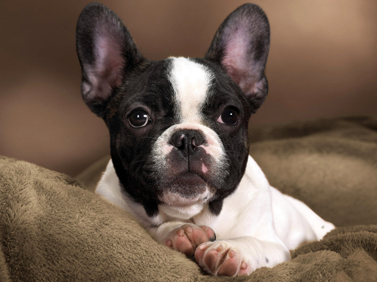 pads, white, heels, contrast, 720P, spot, face, French bulldog, ears, eyes, doggie, nose, black, puppy, paws, color, breed, dog, baby, HD Wallpaper