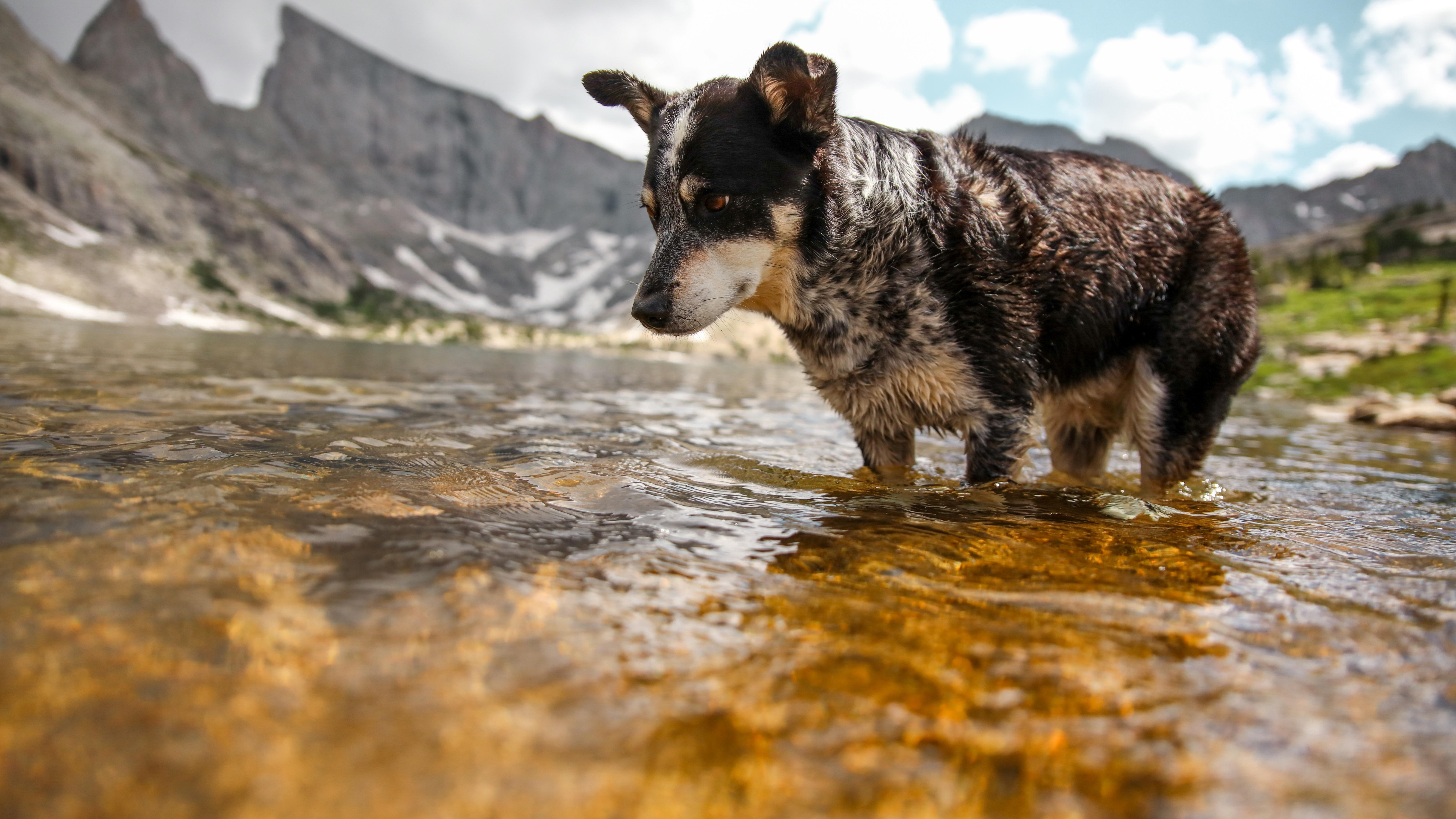 australian cattle dog, nature, river, 8K, dog, dog breed, HD Wallpaper