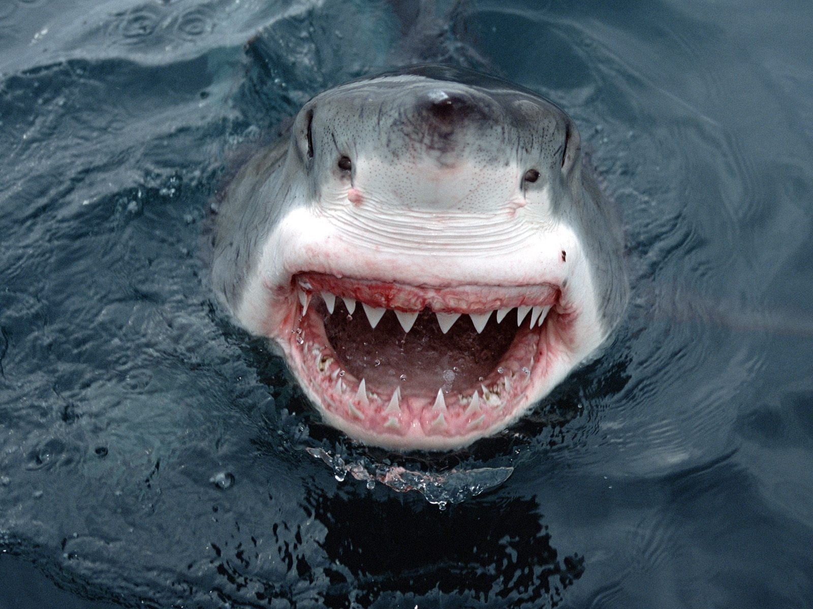 animal wildlife, smiling, no people, vertebrate, swimming, animal themes, shark, face, mouth, teeth, animal Head, underwater, animal Mouth, sea, HD Wallpaper
