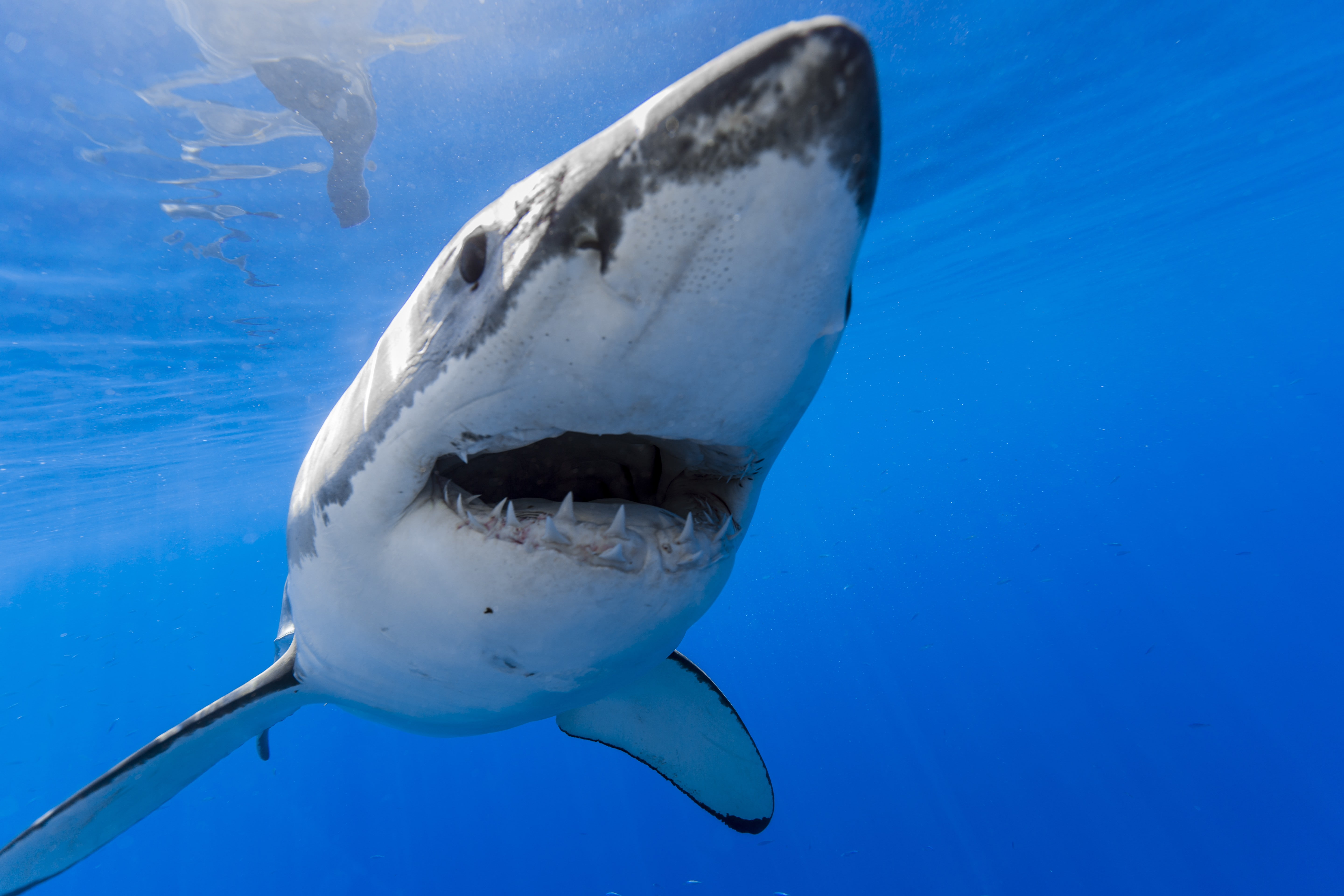 nature, no people, swimming, vertebrate, water, mouth open, 5K, blue, animal themes, shark, animal, animals, animal body part, sea life, marine, animal wildlife, HD Wallpaper