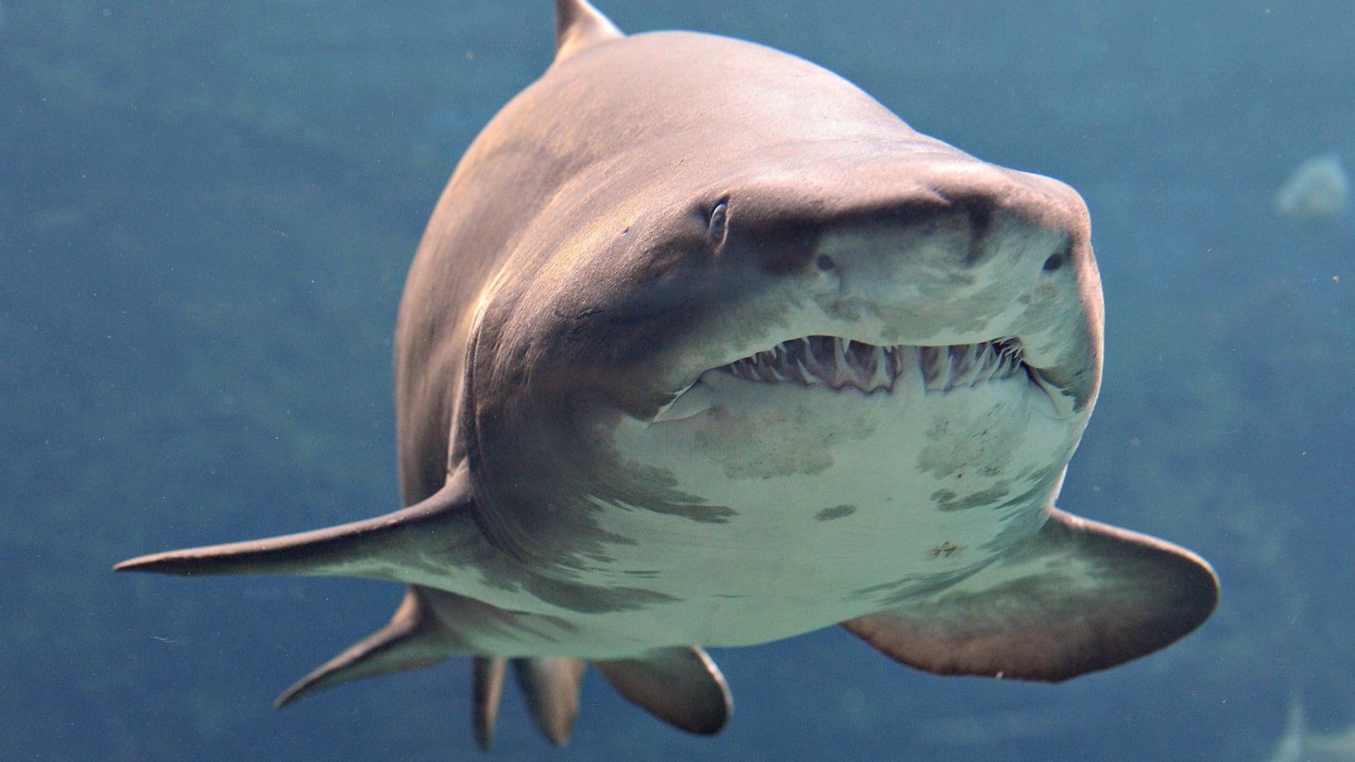 animal themes, underwater, vertebrate, animal wildlife, one animal, animal head, animal body part, shark, blue, ceramic, white, swimming, sea life, close-up, HD Wallpaper
