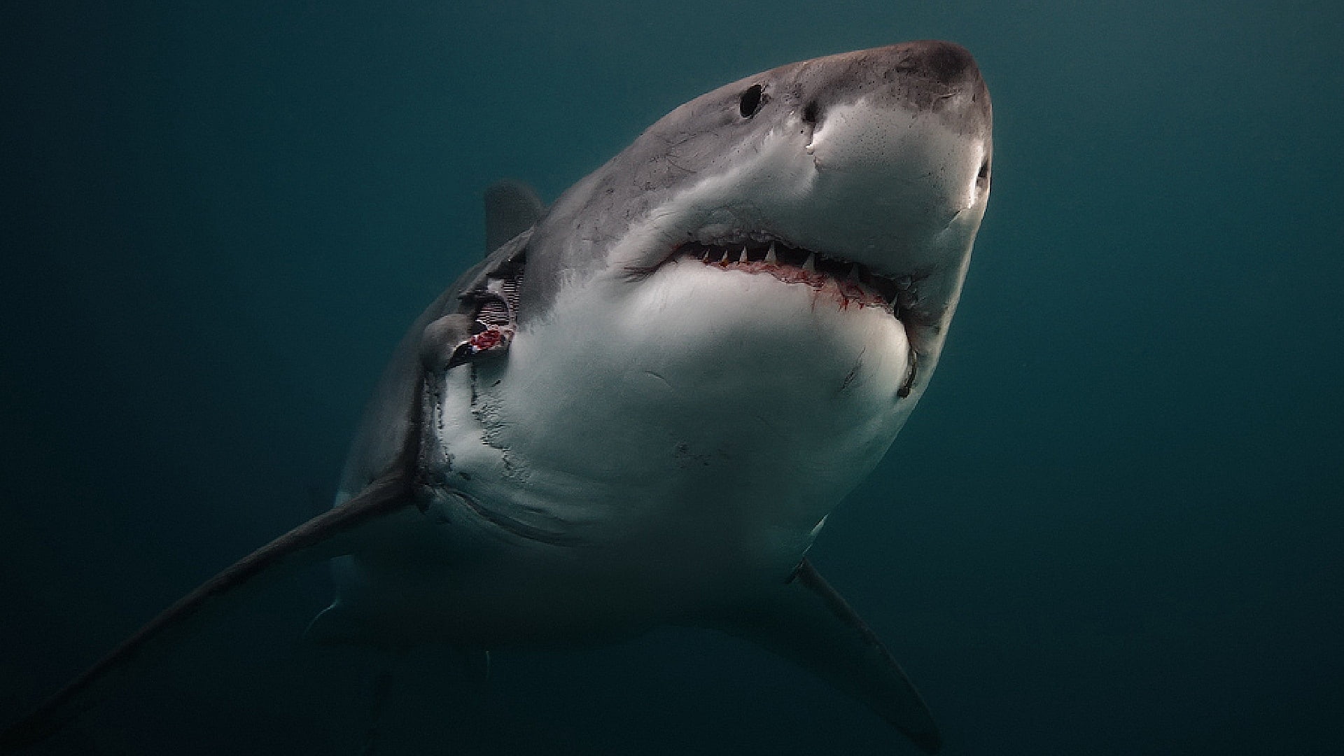 animals in the wild, animal, swimming, sea, undersea, aggression, illustration, marine, sea life, animal themes, animal body part, fish, shark, animal wildlife, HD Wallpaper