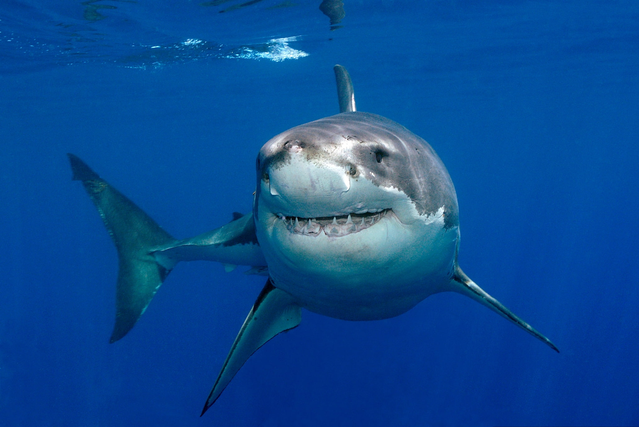 blue, animal body part, aggression, one animal, sea life, looking at camera, outdoors, no people, animal teeth, saltwater fish, animal themes, animal, shark, HD Wallpaper