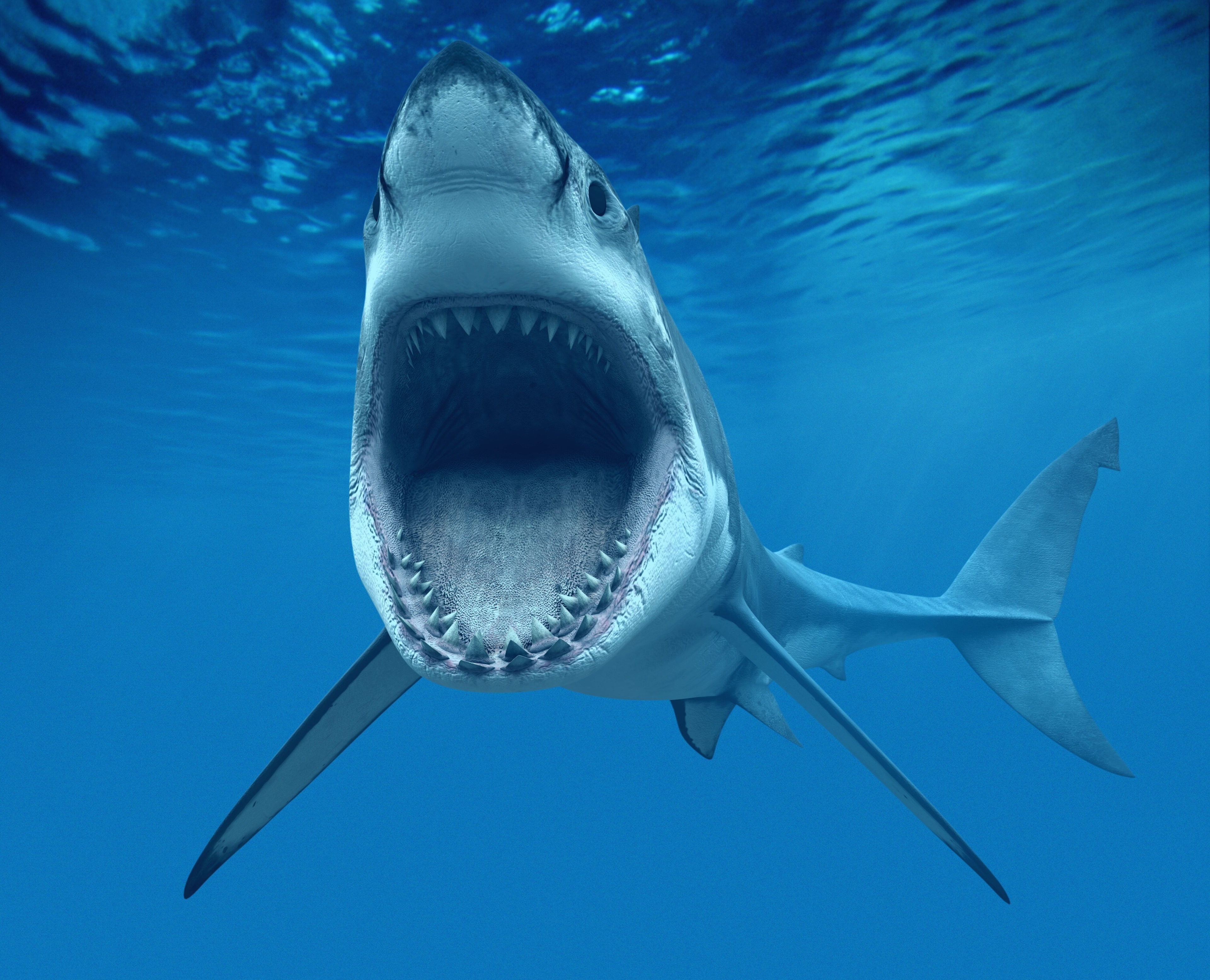 swimming, animals in the wild, animal mouth, undersea, animal, animal wildlife, vertebrate, aggression, sea, saltwater fish, animal teeth, shark, 4K, fish, HD Wallpaper