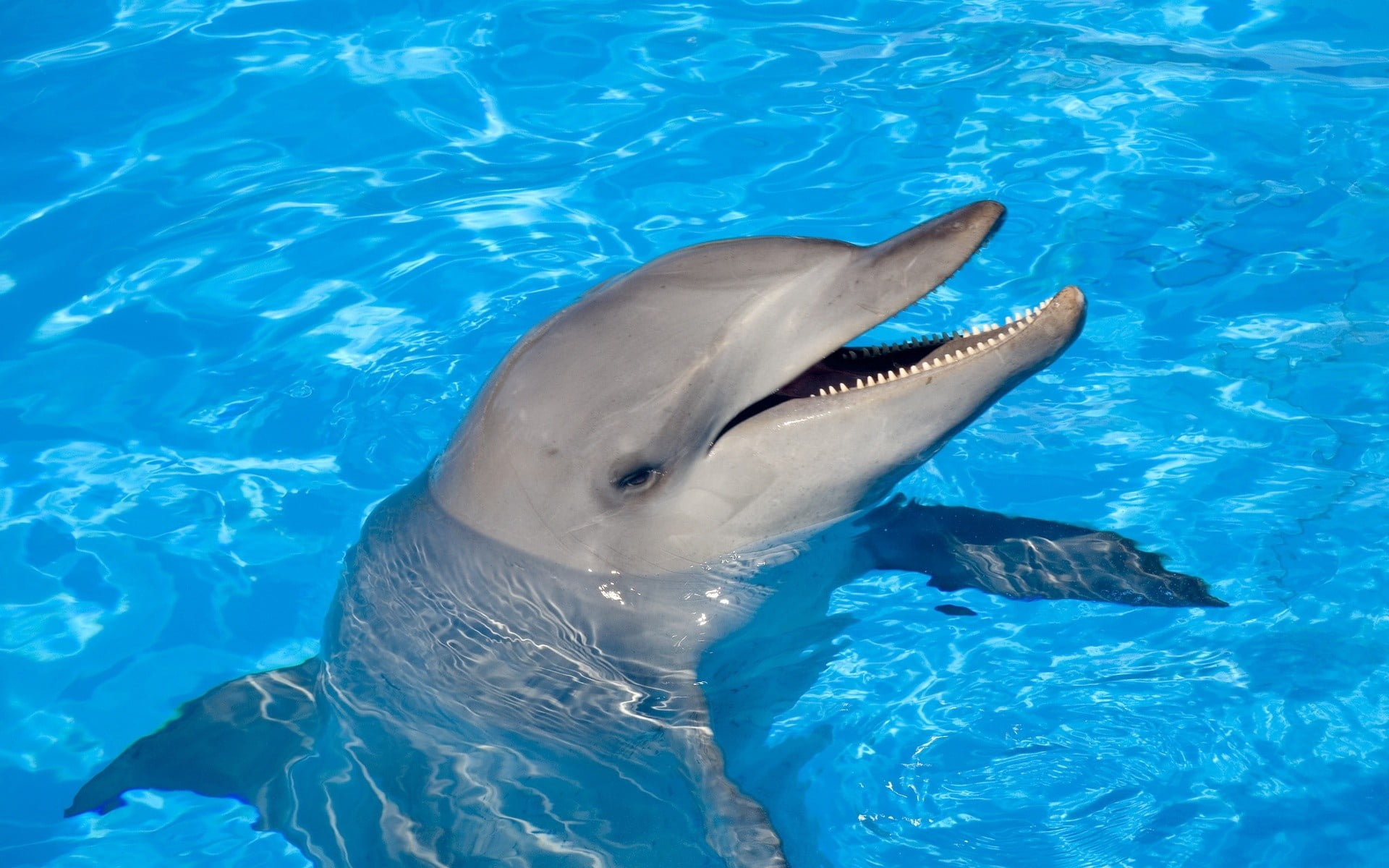 swim, head, dolphin, outdoors, no people, animal, sea, animal themes, gray, animal wildlife, pool, underwater, nature, carnivore, large, blue, fun, mouth open, HD Wallpaper