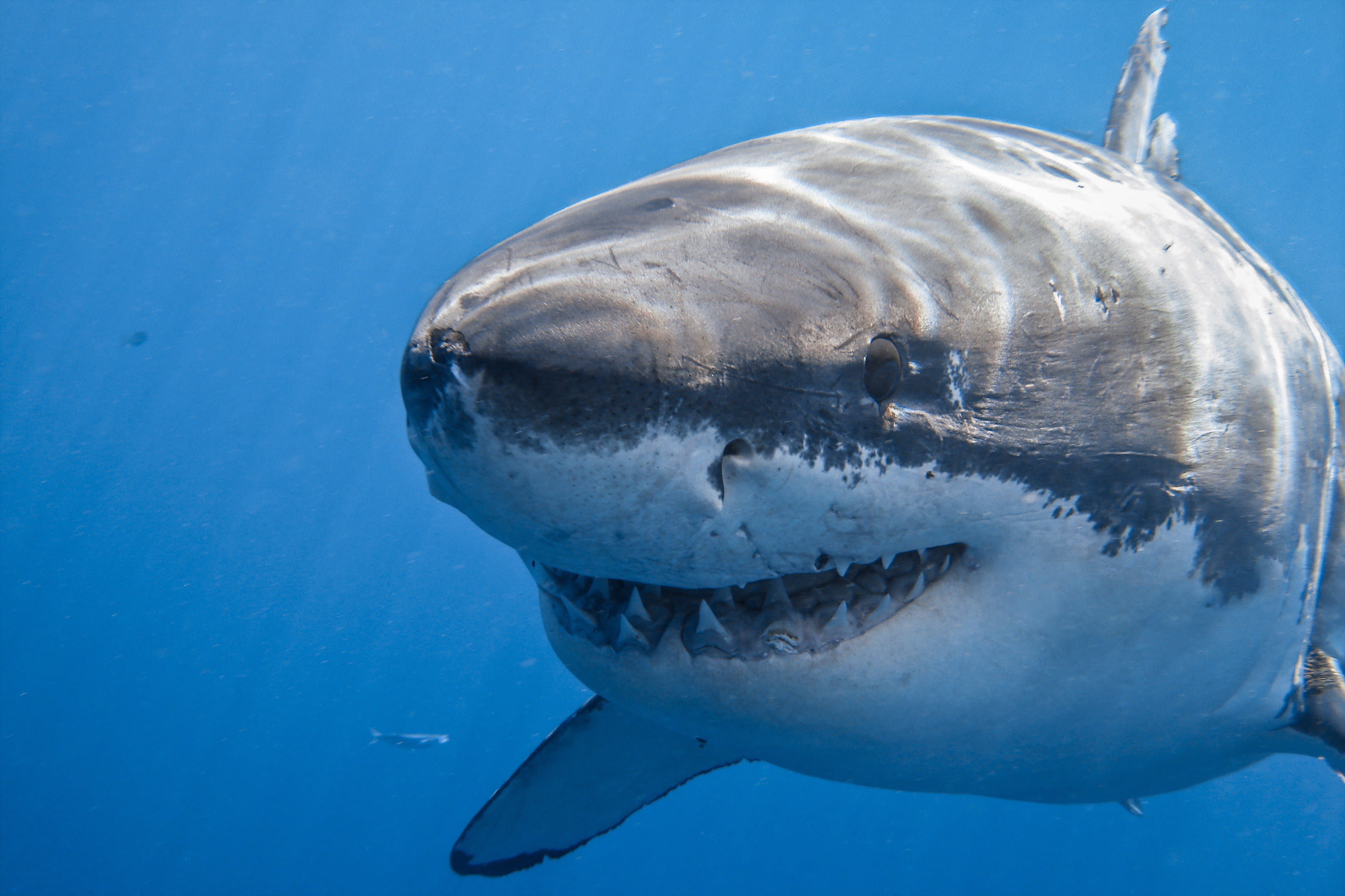marine, vertebrate, undersea, animal wildlife, nature, aggression, animal teeth, saltwater fish, sea Life, mouth open, outdoors, animal, one animal, underwater, HD Wallpaper