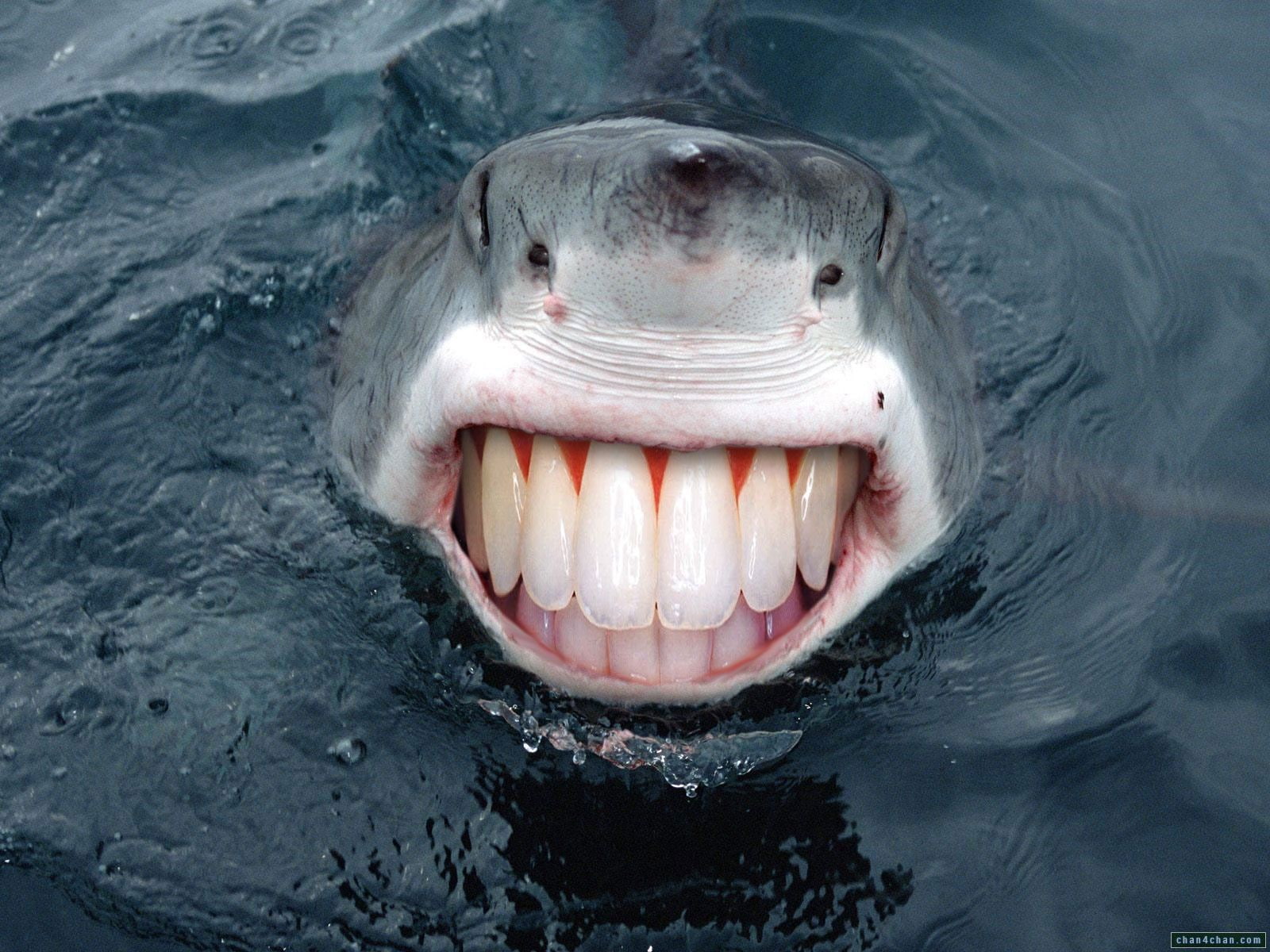 vertebrate, water, animals in the wild, 720P, emotion, sharks, teeth, animal body part, no people, sea, close-up, nature, animal mouth, aggression, underwater, HD Wallpaper