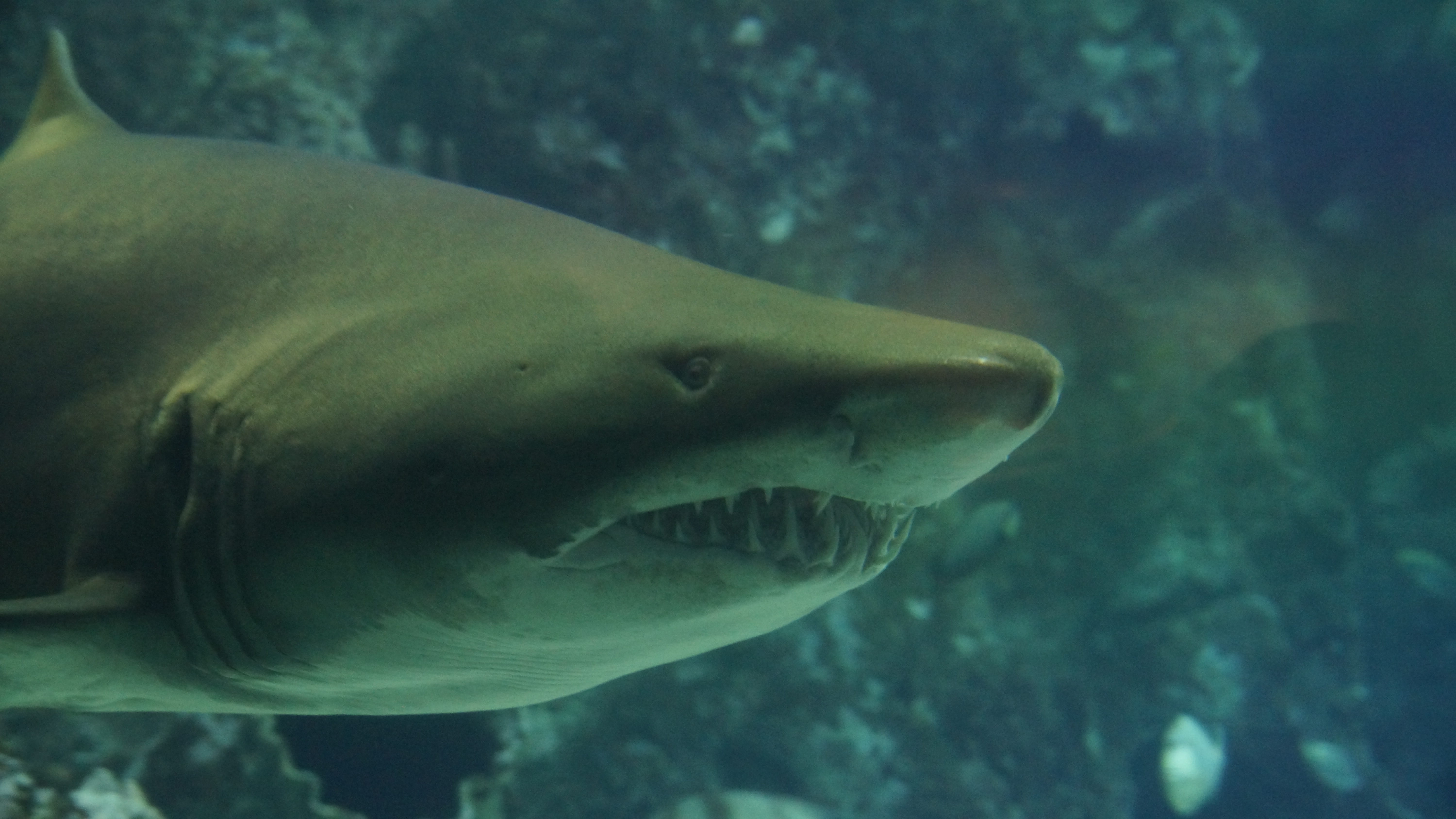 marine, animals in the wild, animal wildlife, underwater, animal mouth, animal body part, 5K, sea, shark, sea life, fish, animal, water, no people, sign, HD Wallpaper