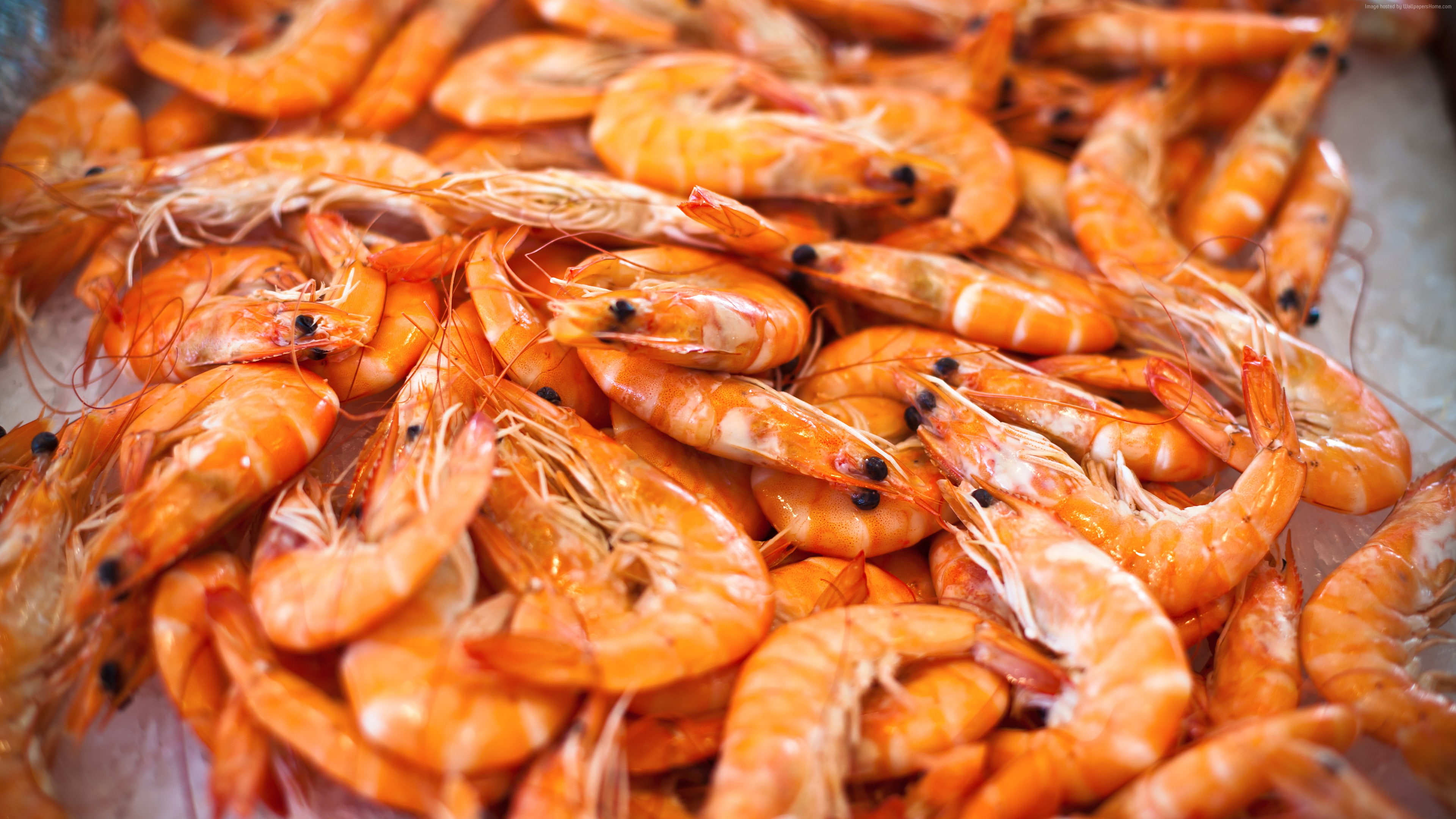 4K, shrimp, HD Wallpaper