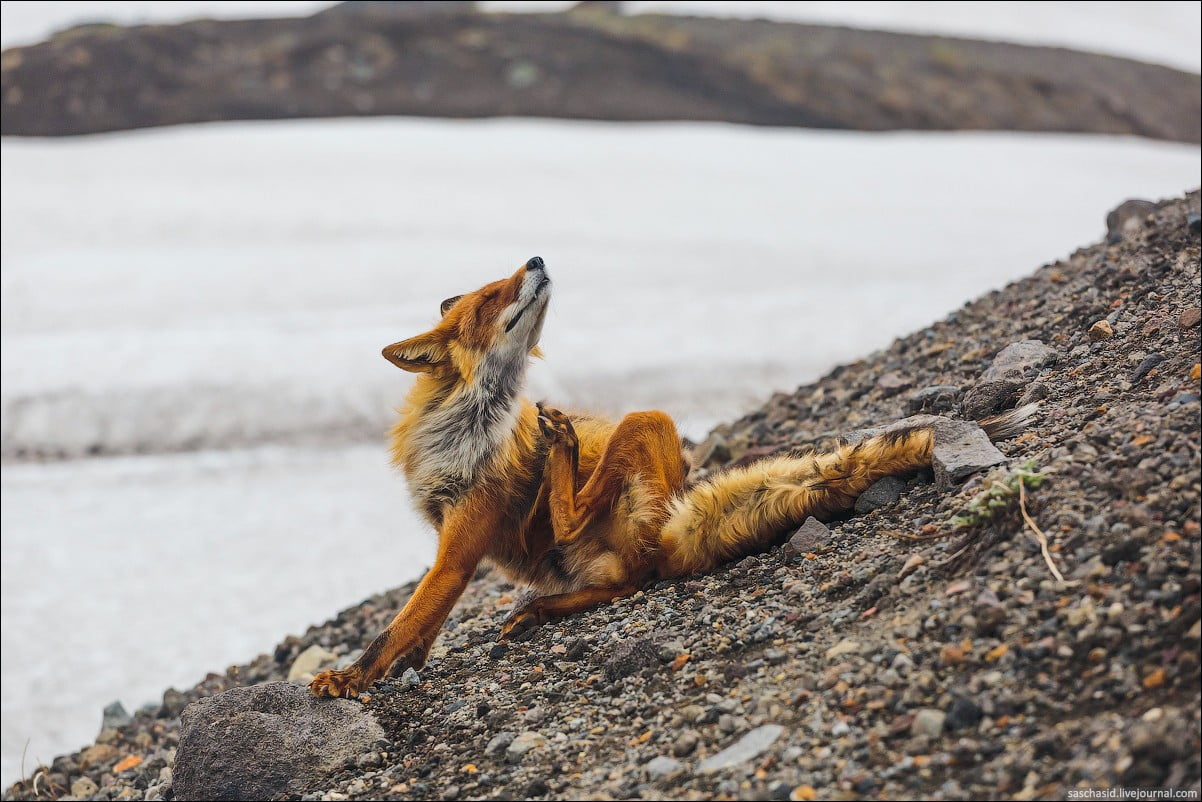 mammal, riverside, animals, day, focus on foreground, no people, looking, nature, fox, solid, animals in the wild, one animal, rock, selective focus, animal themes, HD Wallpaper