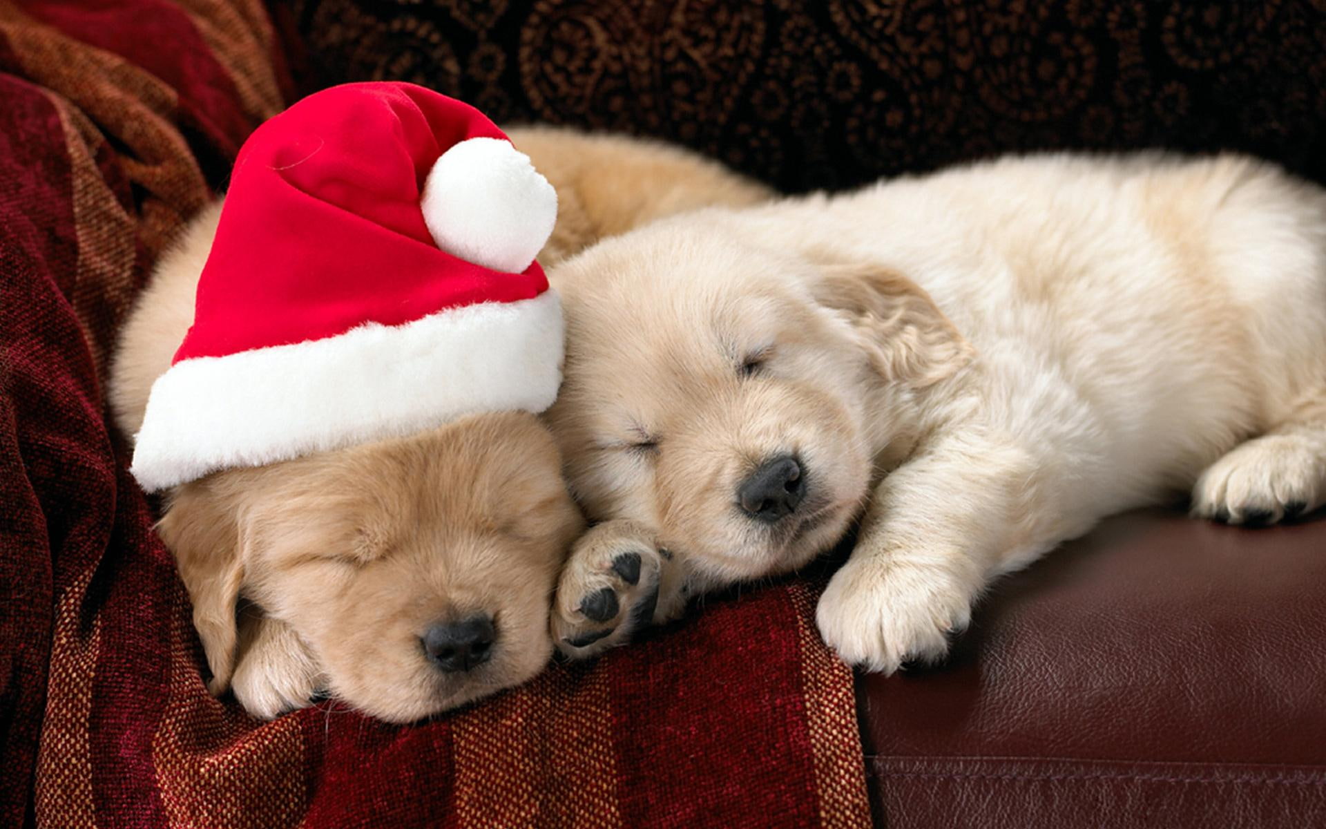 dogs, sleepy, christmas, puppy, sofa, santa, 1080P, animals, HD Wallpaper