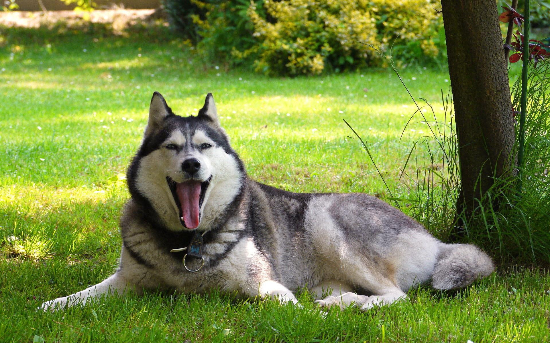 black, siberian, sleepy, husky, 1080P, white, 1920x1200, animals, HD Wallpaper
