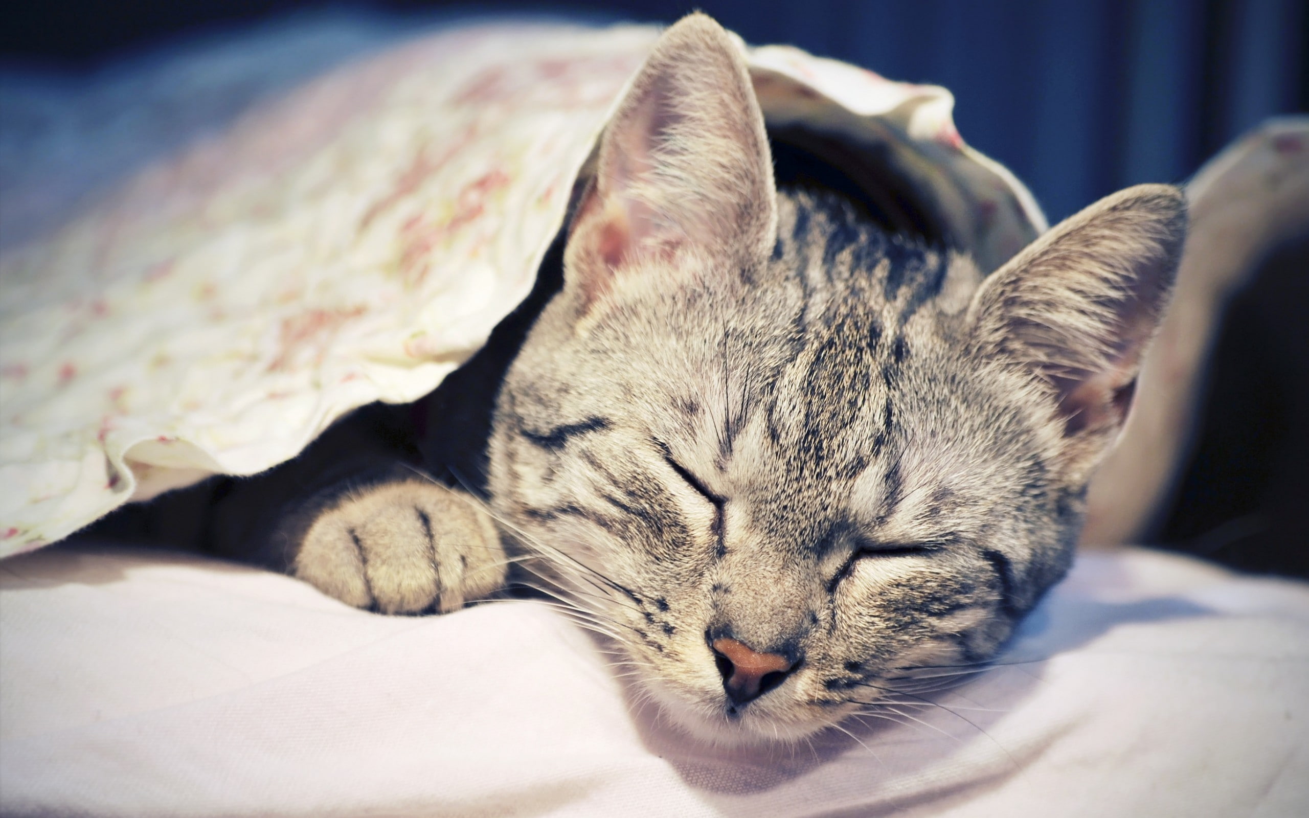 2K, sleepy, cat, HD Wallpaper