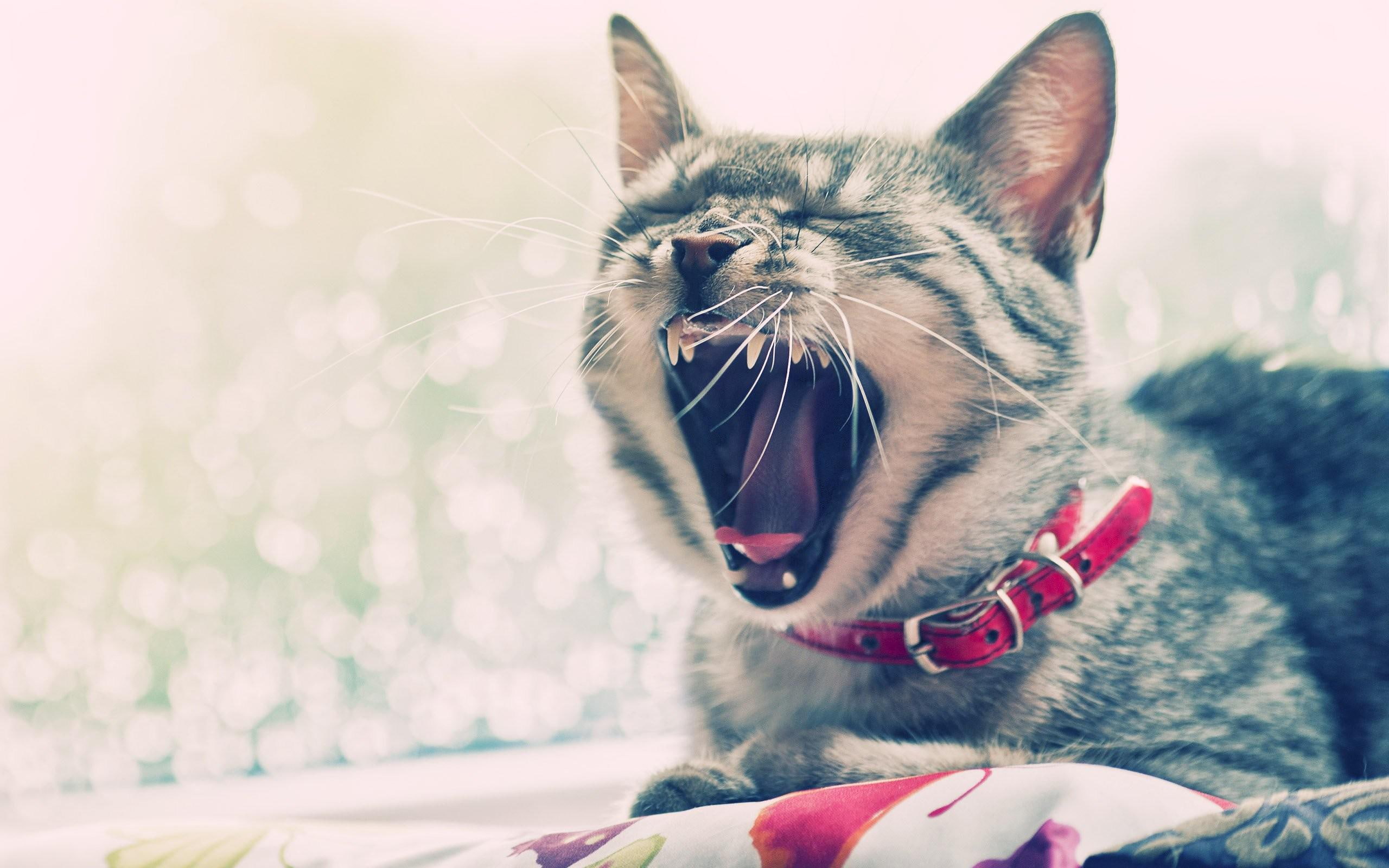 sleepy, high, 2K, animals, cats, resolution, HD Wallpaper