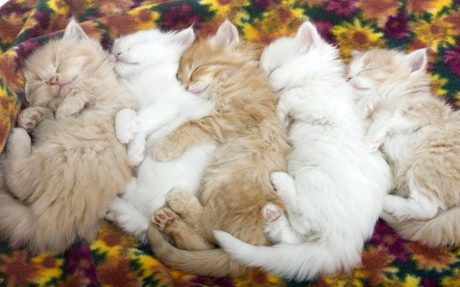 1080P, brown, sleepy, cats, white, animals, five, HD Wallpaper