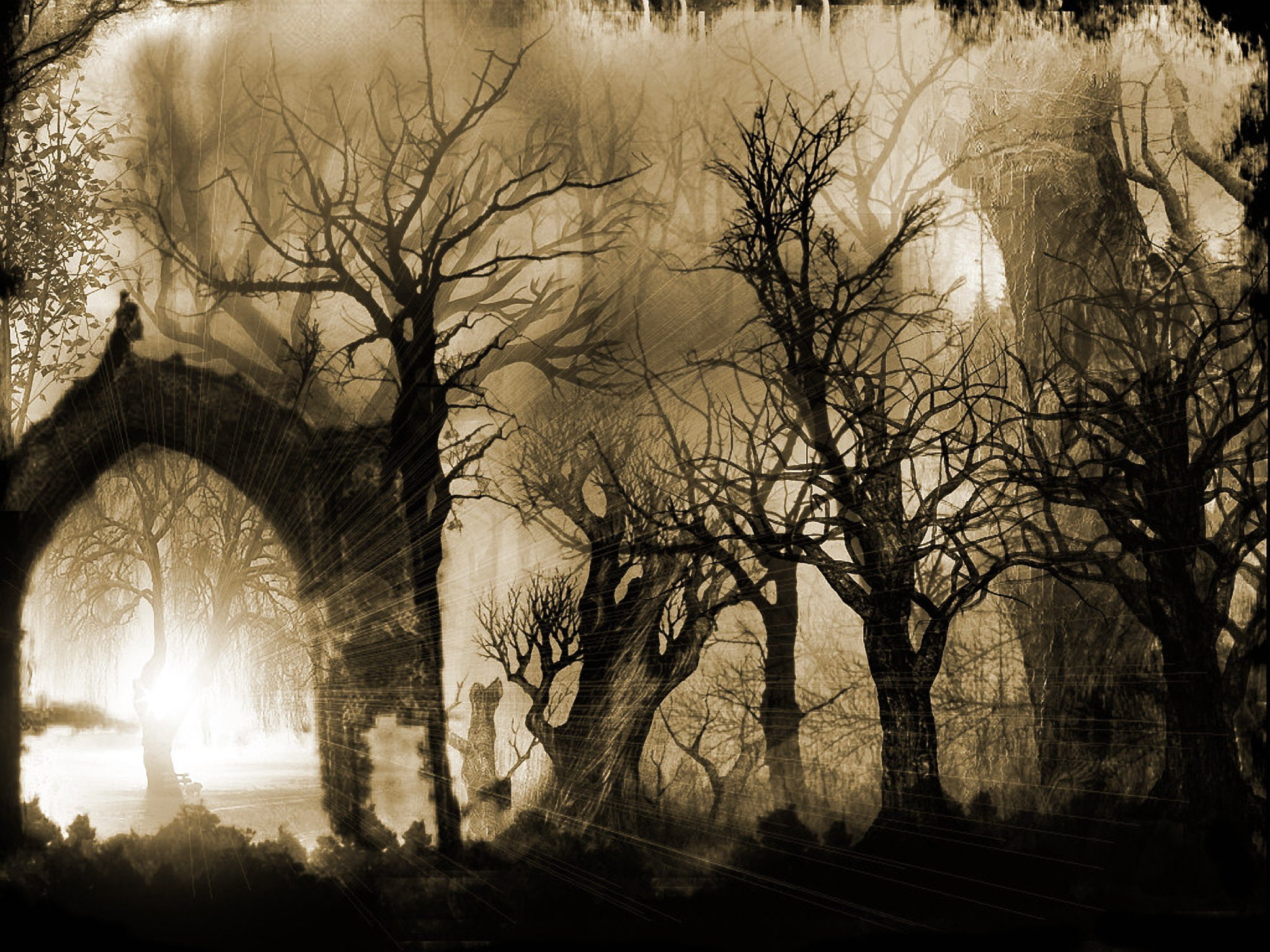tranquility, 1080P, horror, branch, tree trunk, outdoors, Dark, auto post production filter, textured effect, bare tree, sunlight, Sleepy, no people, tranquil scene, HD Wallpaper