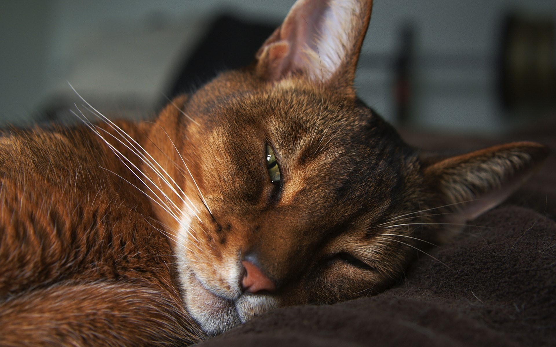 cat, sleepy, gorgeous, 1080P, abyssinian, HD Wallpaper