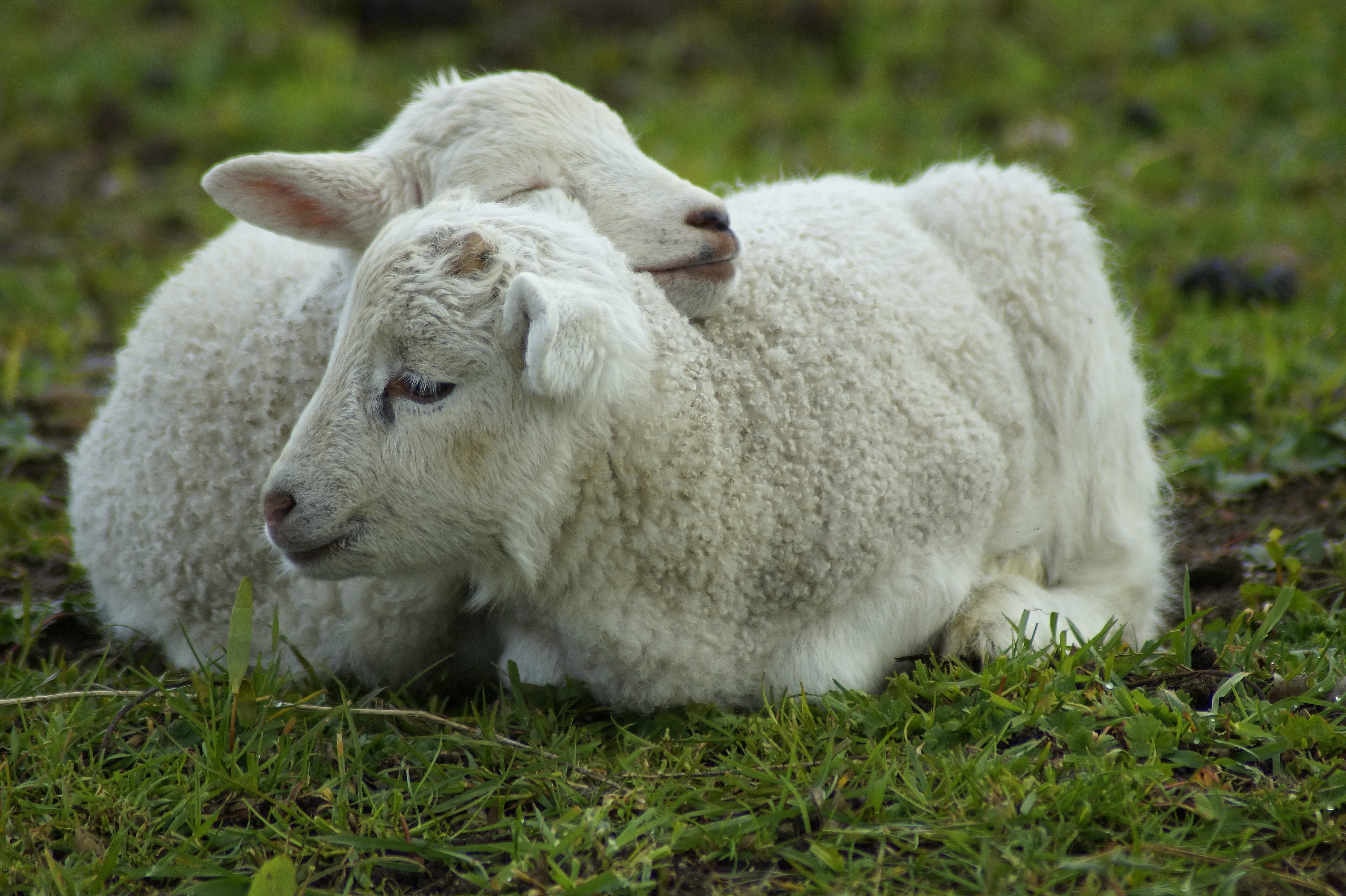 plant, focus on foreground, newborn, outdoors, domestic animals, mammal, 5K, land, field, herbivorous, domestic, animal, no people, livestock, easter, HD Wallpaper