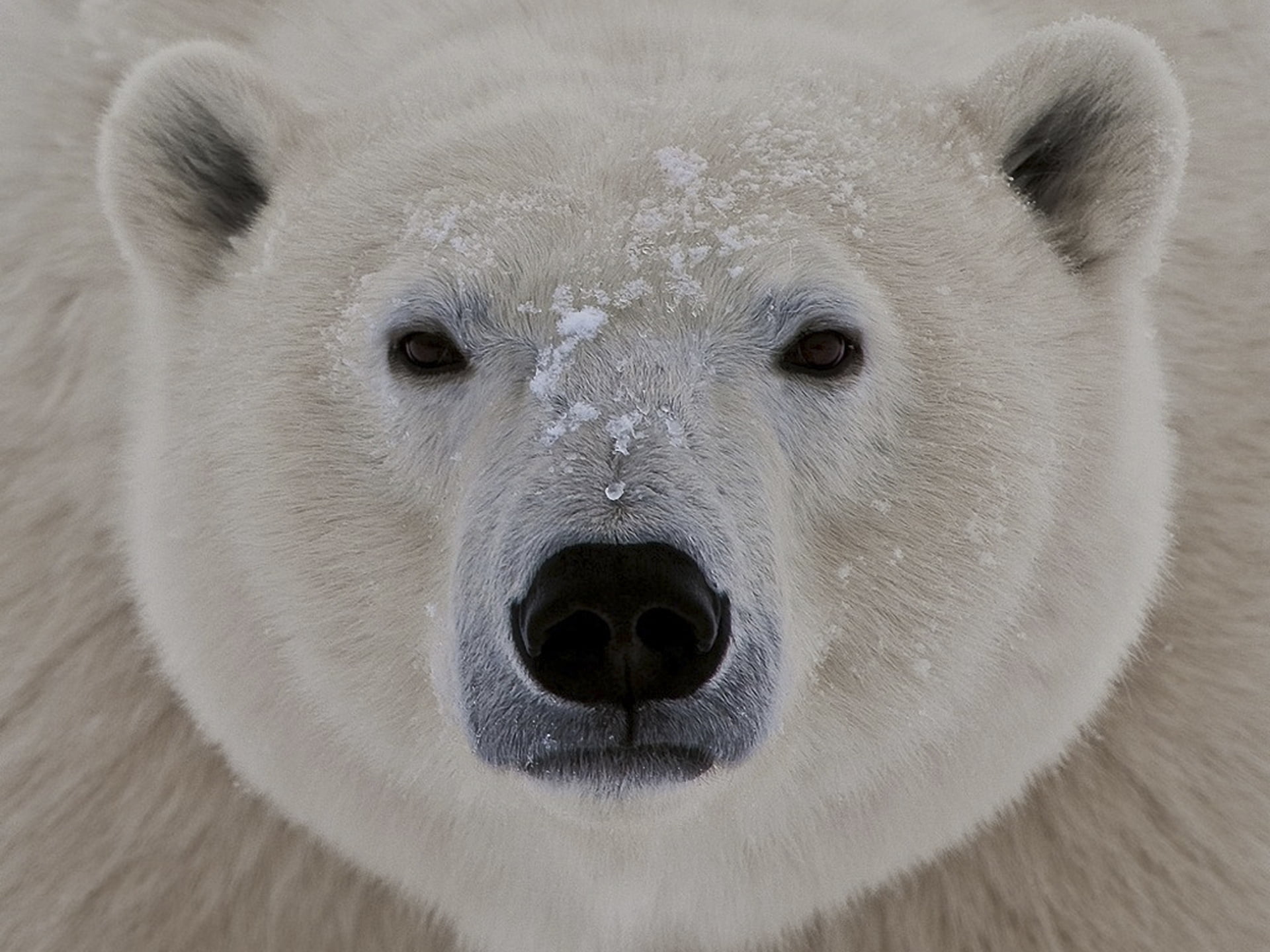 animal themes, looking at camera, 1080P, fat, face, animal body part, nature, animal wildlife, white color, eyes, endangered Species, close-up, vertebrate, HD Wallpaper
