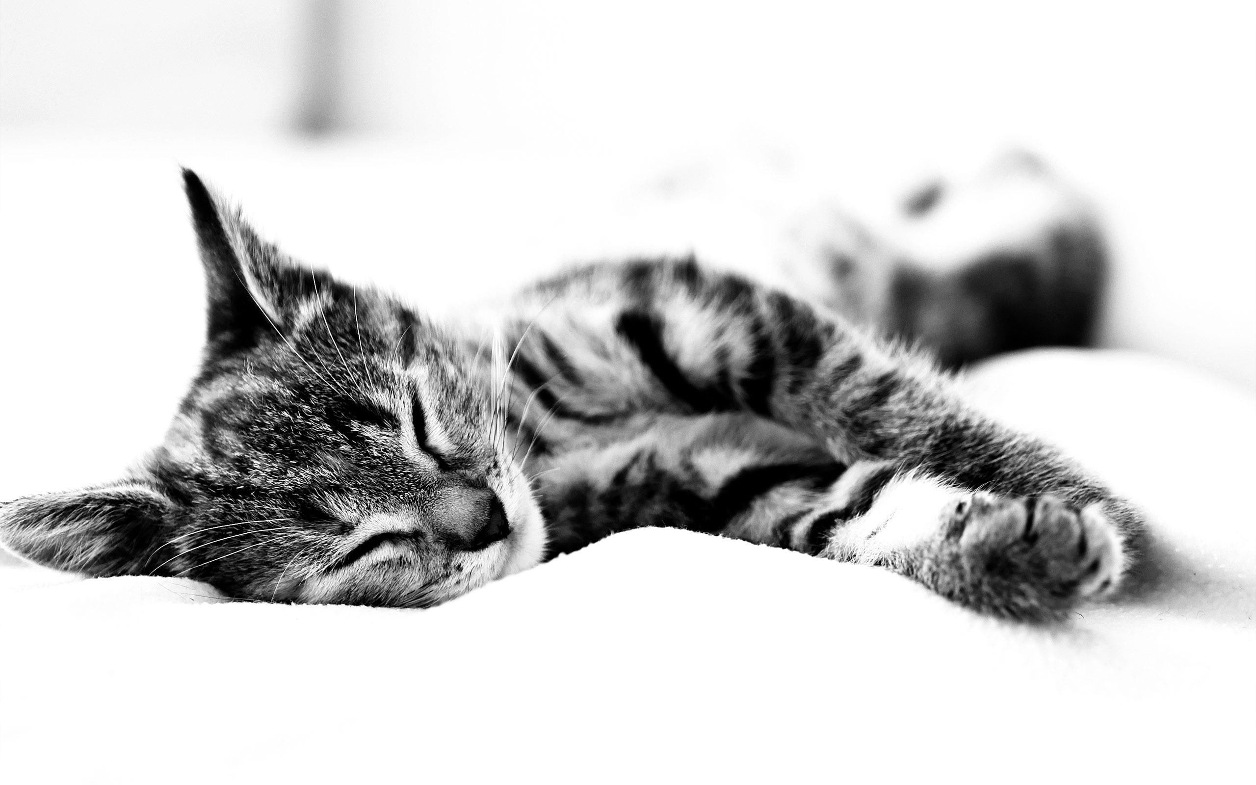 sleepy, black and white, lovely, 2K, cute, cats, kitten, nice, photography, beautiful, kitty, animals, HD Wallpaper