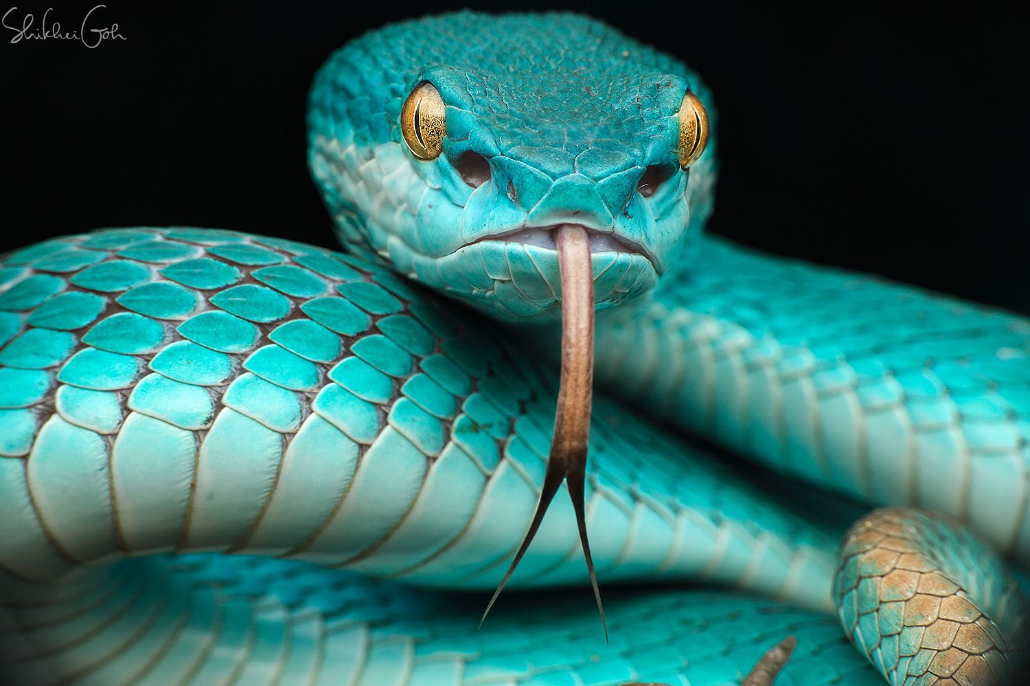 selective focus, animal scale, one animal, animals in the wild, studio shot, photography, snake, black background, close-up, animal body part, no people, HD Wallpaper