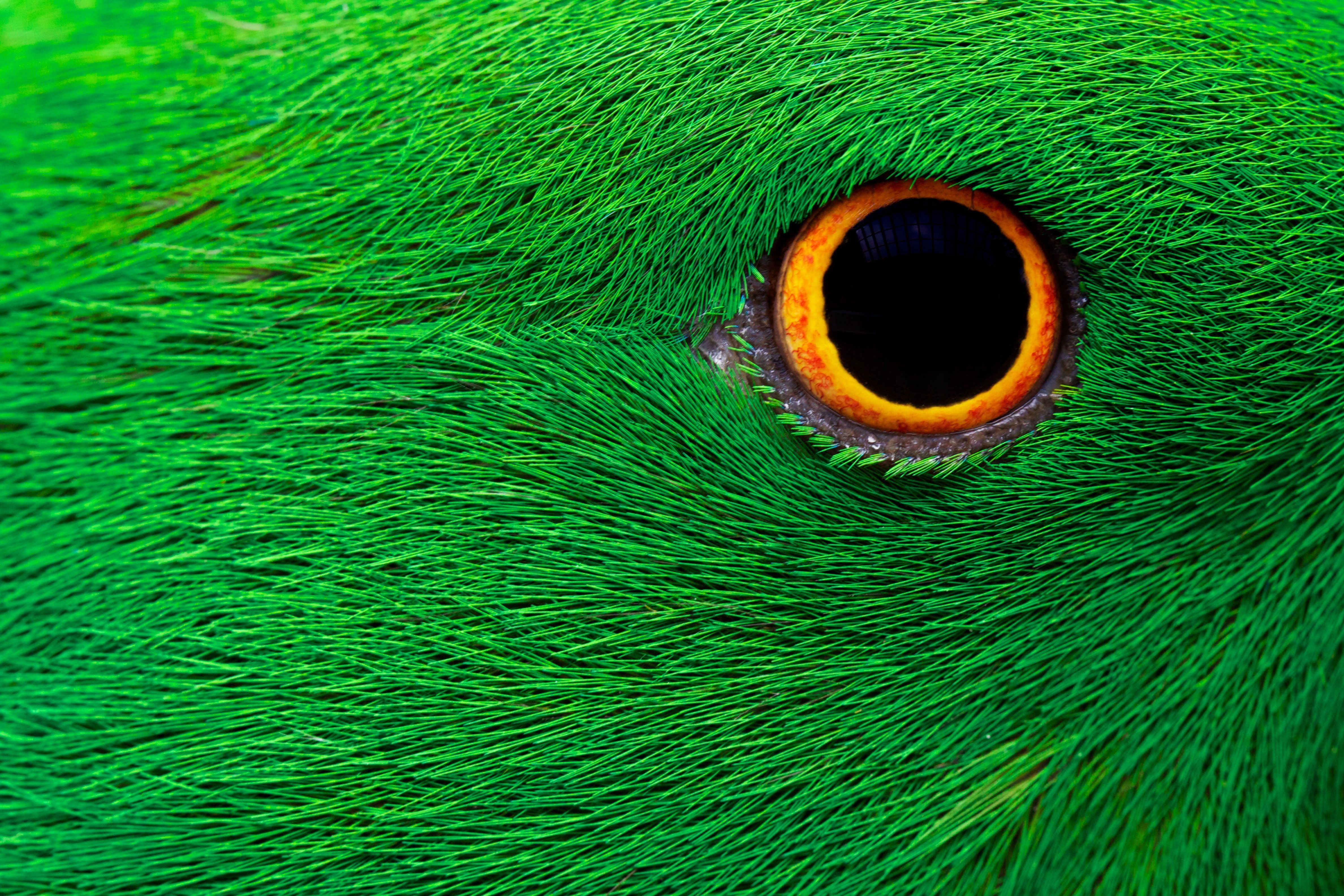 green color, multi colored, animal body part, close-up, turquoise colored, body part, animals in the wild, animal eye, no people, saturated color, extreme close-up, HD Wallpaper