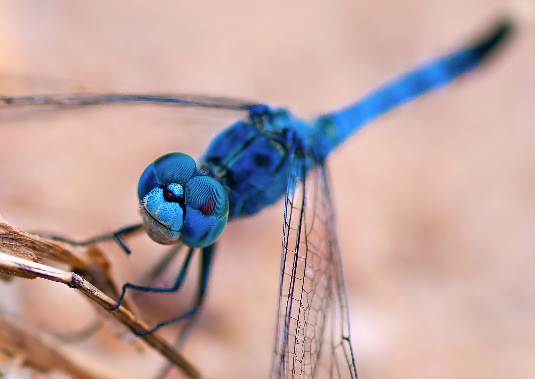 wildlife, eee, macro, insect, close-up, one animal, invertebrate, animal, blue, animal themes, wire, 1080P, animal Wing, focus on foreground, dragonfly, HD Wallpaper
