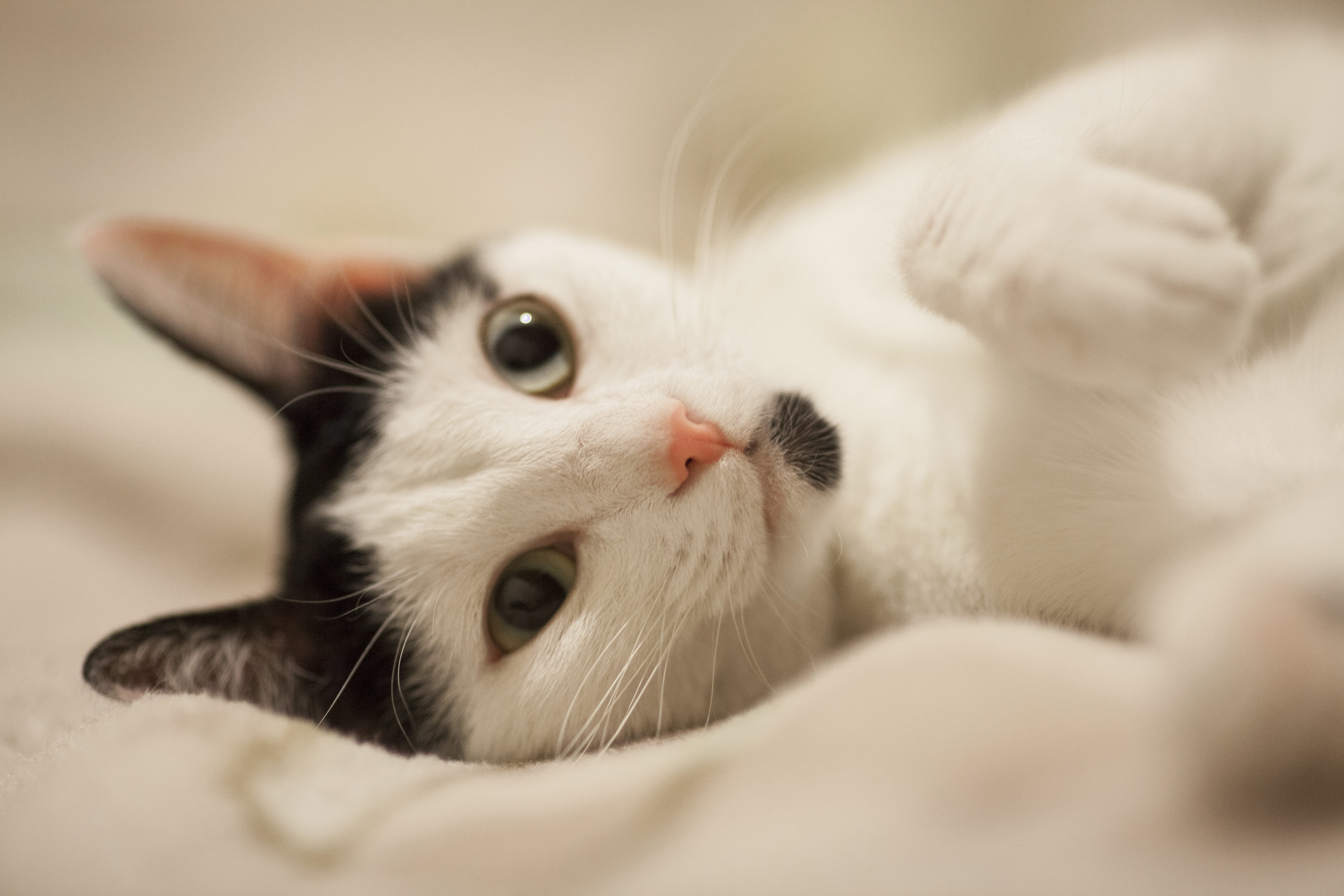 indoors, white color, expectant, white, domestic, feline, bed, pets, selective focus, 5K, cute, mammal, young Animal, puppies, animal mouth, baby animal, HD Wallpaper