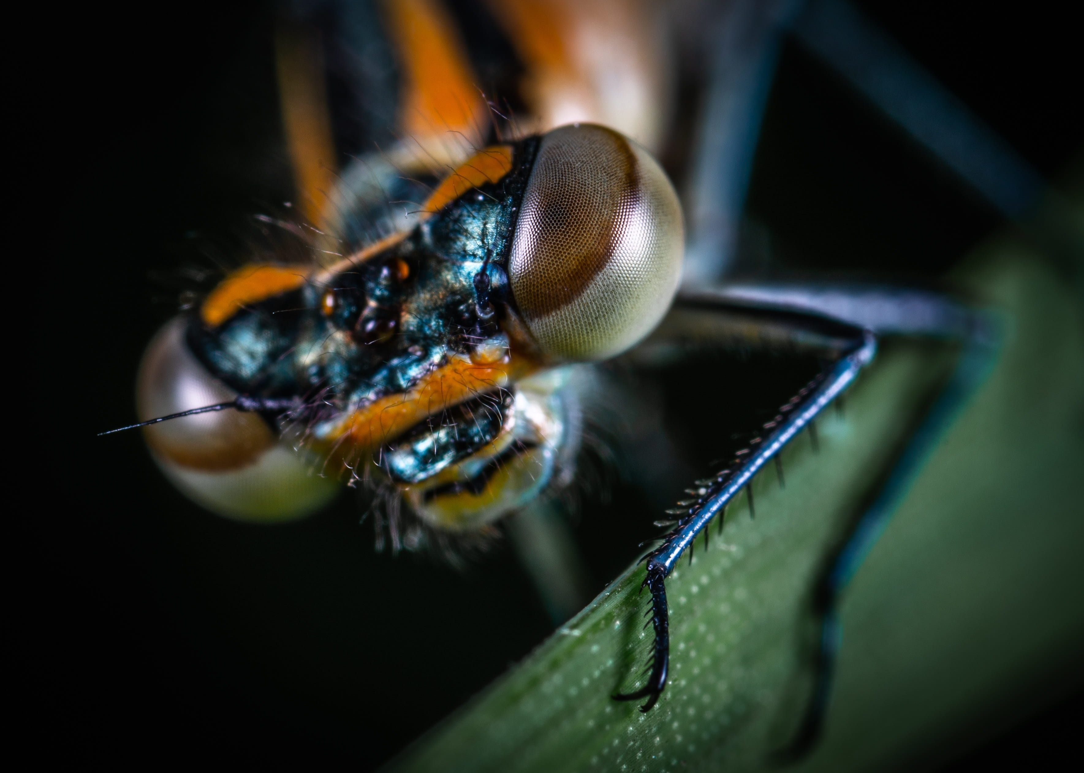 animal head, facet, animals in the wild, animal, eye, selective focus, invertebrate, extreme close-up, hymenoptera, dragonfly, animal wildlife, zoology, HD Wallpaper