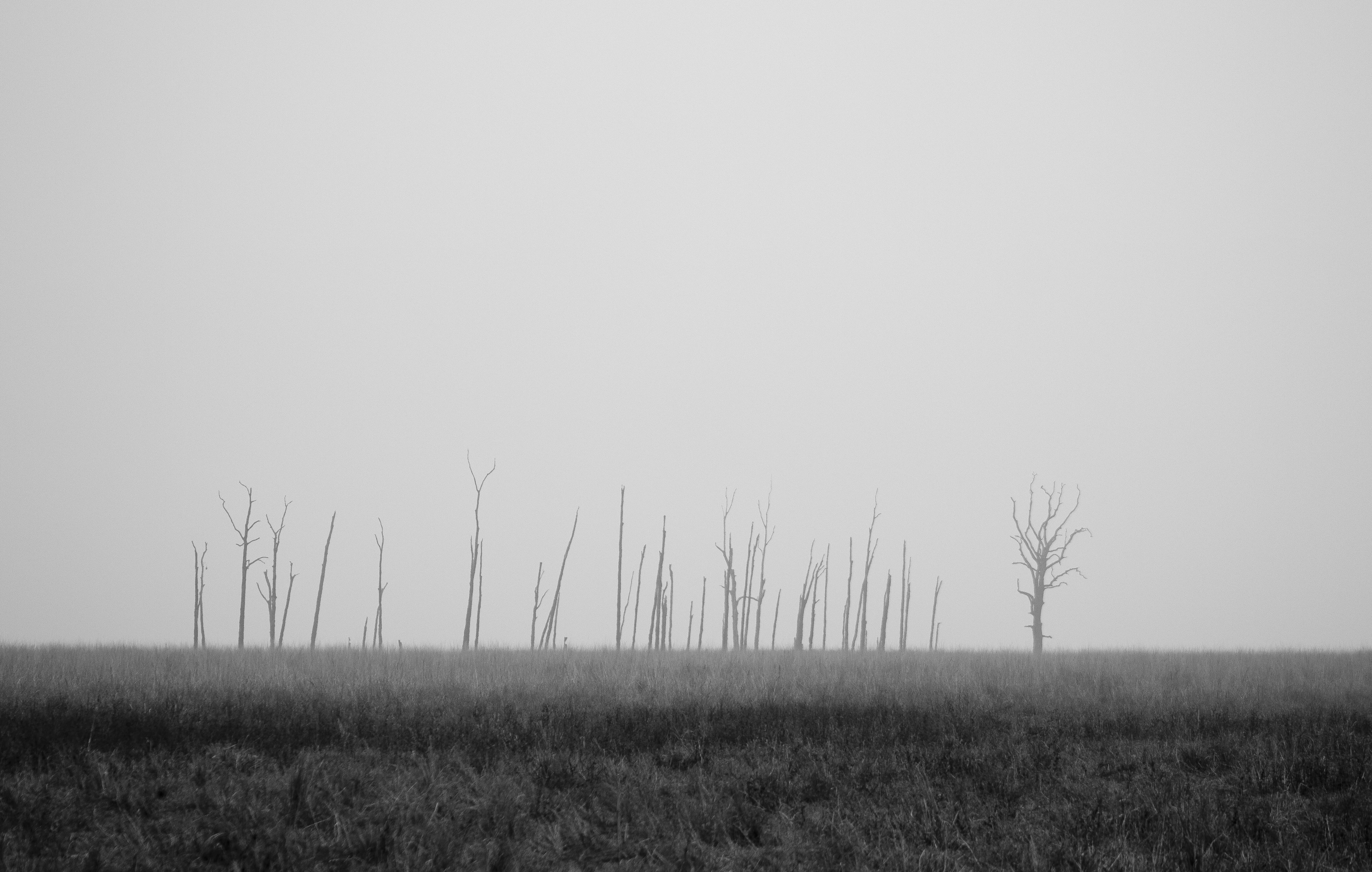 tranquility, bare, misty, outdoor, field, eery, no people, beauty in nature, scenics - nature, barren, grayscale, fog, rural, greyscale, landscape, monochrome, HD Wallpaper