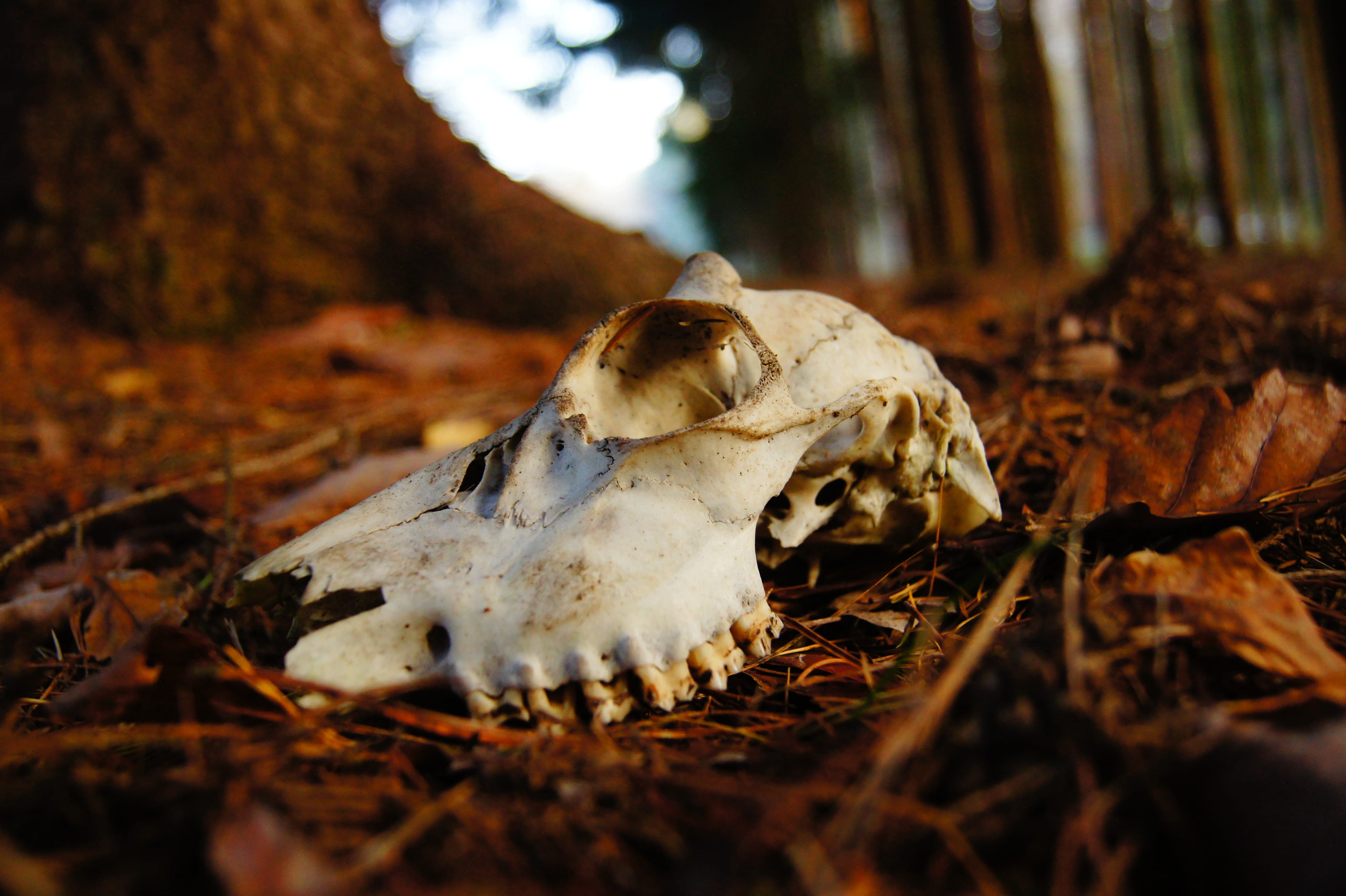 leaf, brown soil, brown, dead, nature, animal bone, animal wildlife, forest, body part, skull, roe deer, selective focus, wild, bone, animal themes, one animal, HD Wallpaper