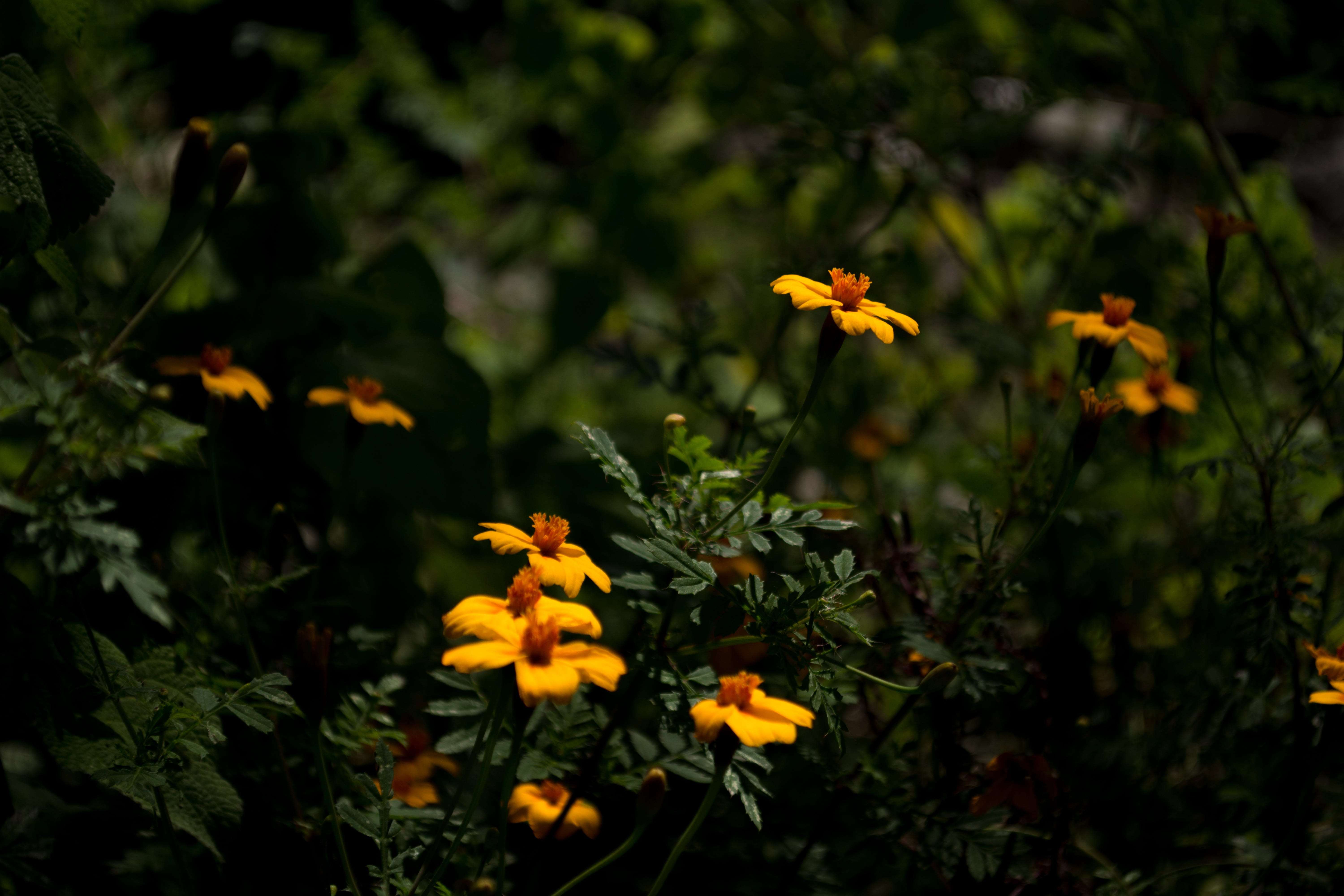 wild herbs, forest, fragility, grass, plant, plants, vulnerability, focus on foreground, orange color, flower, freshness, growth, wild flower, petal, close-up, HD Wallpaper