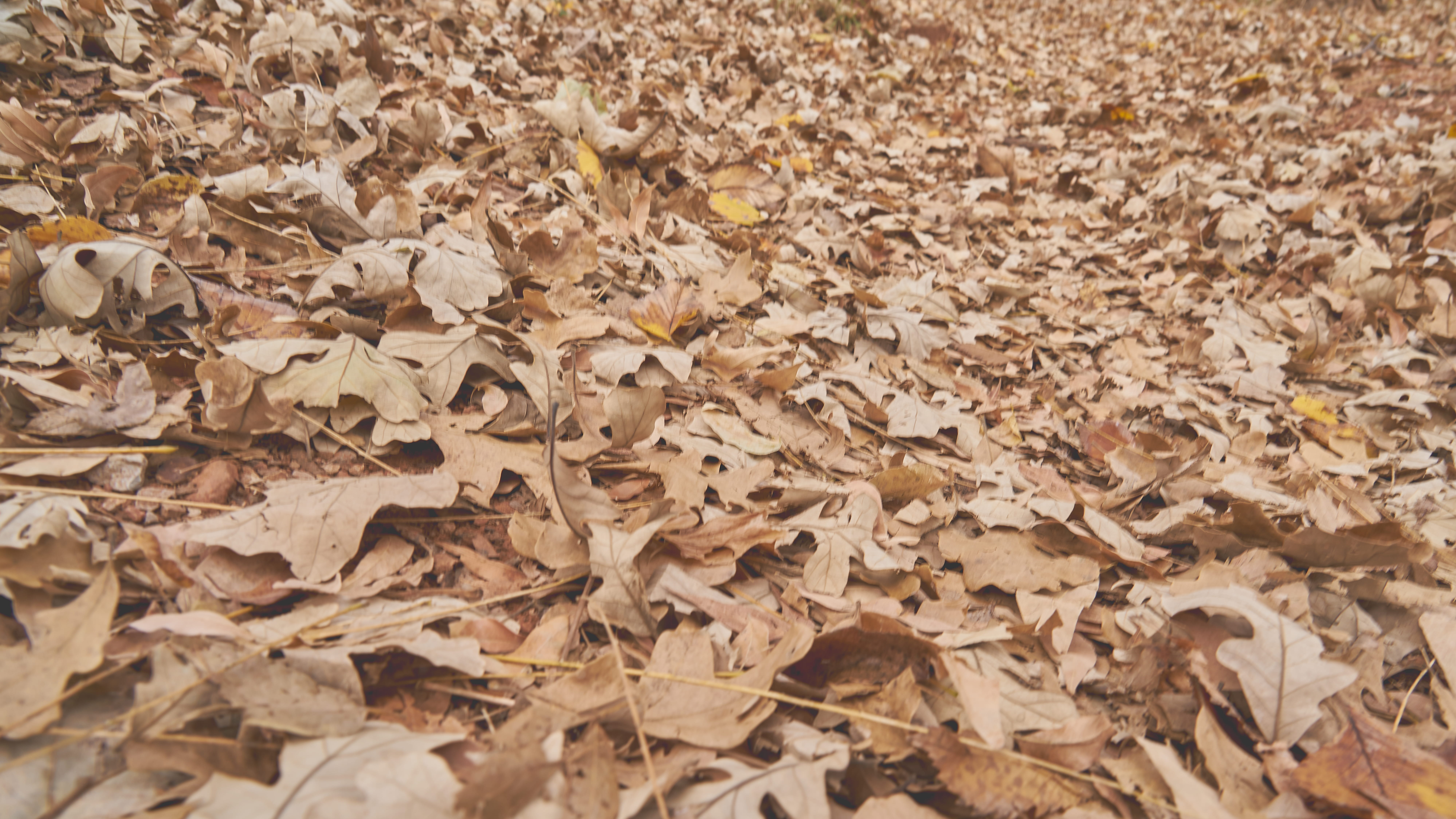 falling, abundance, natural condition, backgrounds, brown, fall, floor, leaf, dried, background, texture, land, field, dead, plant part, change, HD Wallpaper