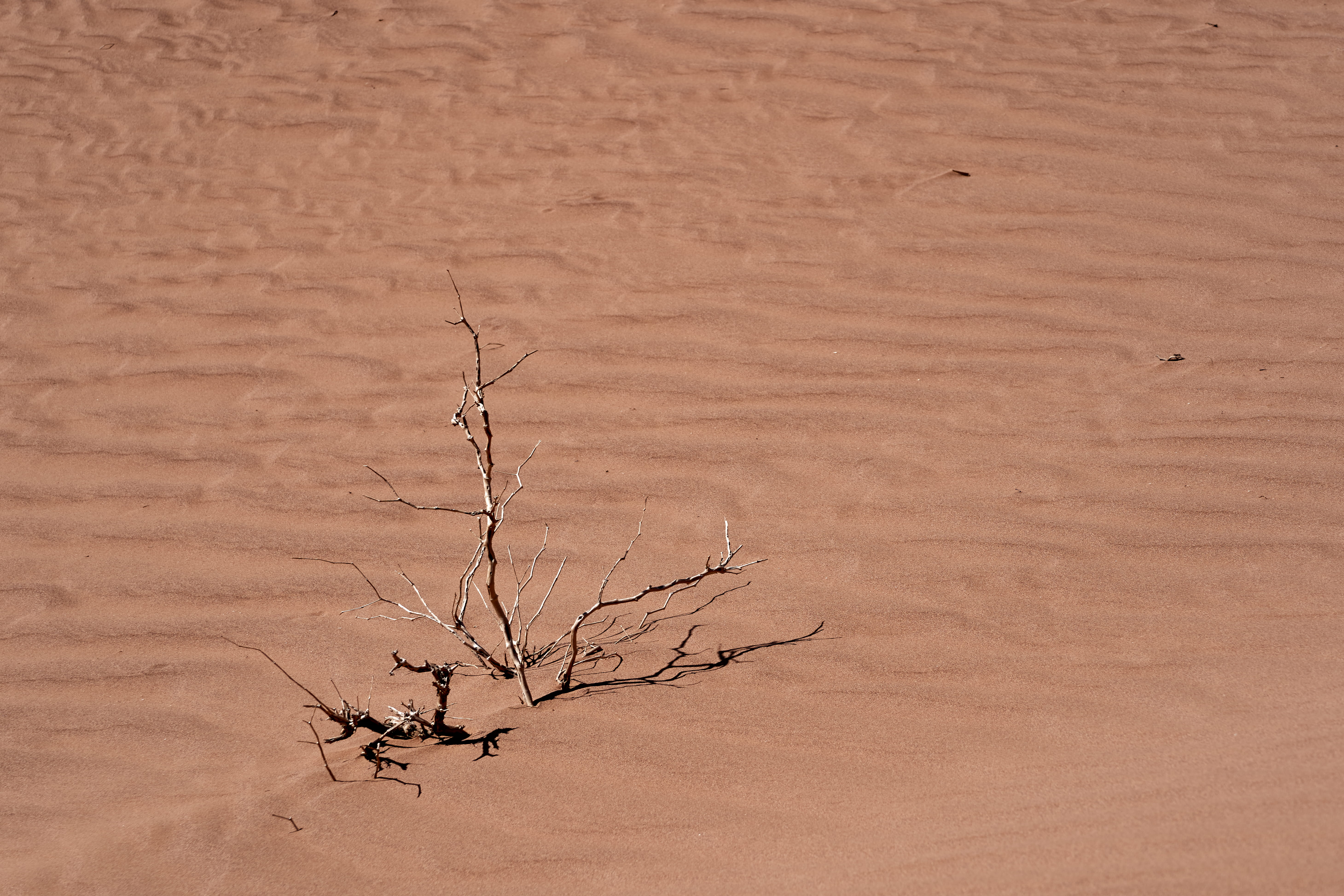 branch, animal, backgrounds, grassland, sahra, day, dunes, antelope, nature, desert, sand, climate, wildlife, wood - material, field, soil, brown, dune, HD Wallpaper