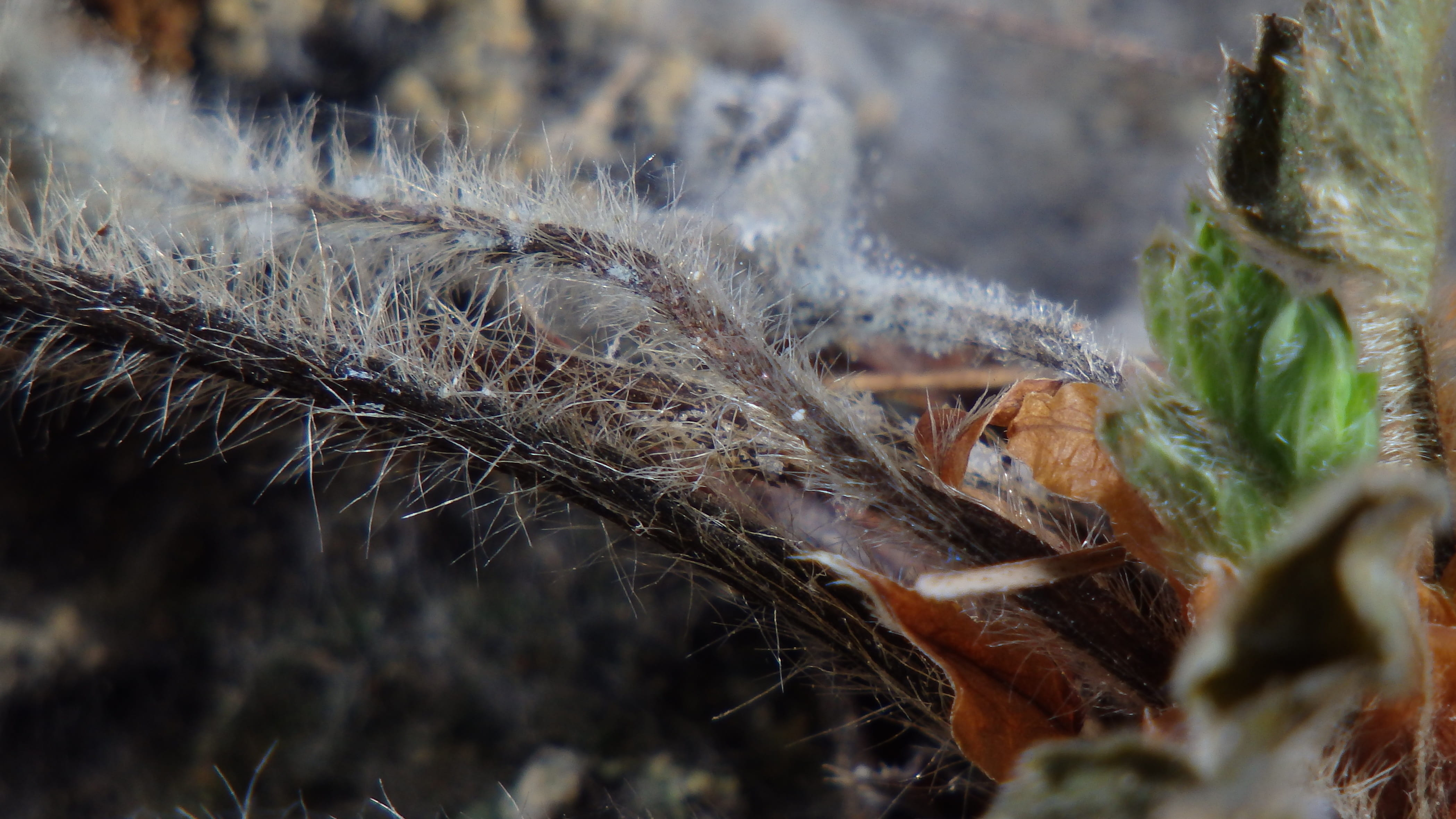 natural condition, deterioration, distressed, aging process, dry, animal, spiked, fracture, prickly stalk, insect, leaf vein, wilted plant, 4K, outdoors, HD Wallpaper