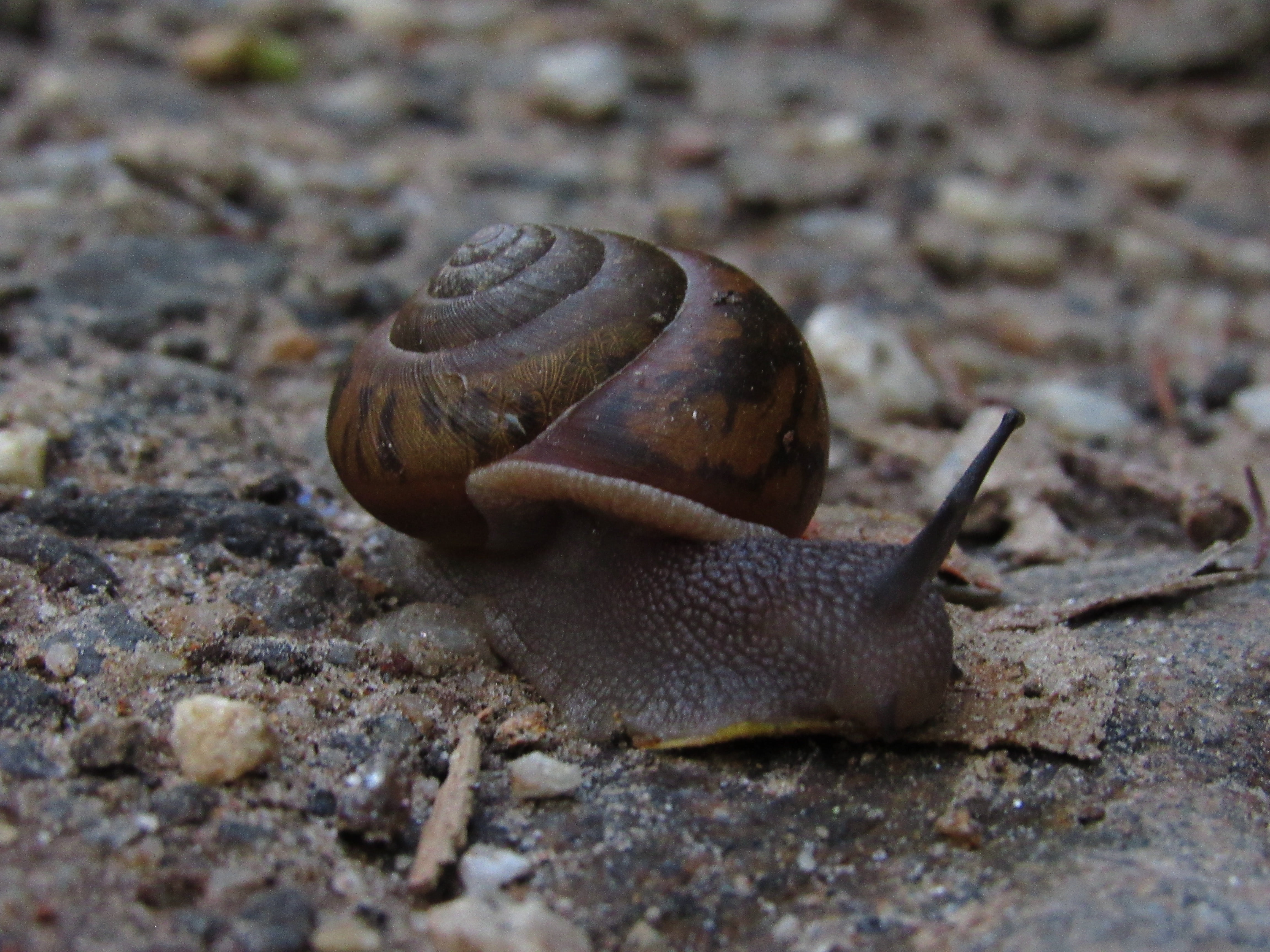 land, ecology, natural, slimy, animals in the wild, slug, outdoors, slow, 4K, environment, no people, animal body part, forest, pattern, animal themes, HD Wallpaper