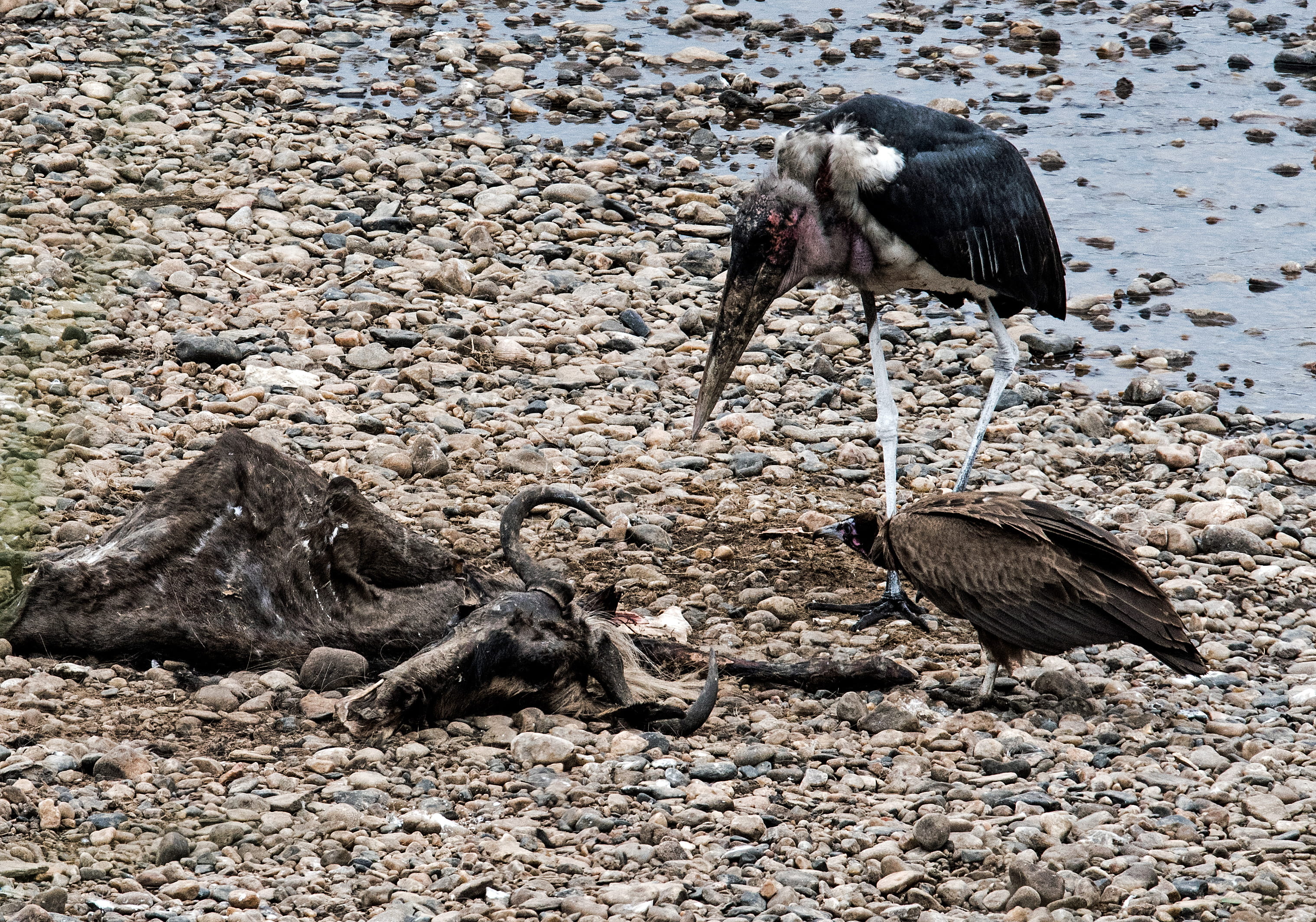 mammal, mara, nature, kenya, vulture, rock, beak, outdoors, mara river crossing, animal, mara river, 2K, ground, two animals, anhinga, animals in the wild, HD Wallpaper