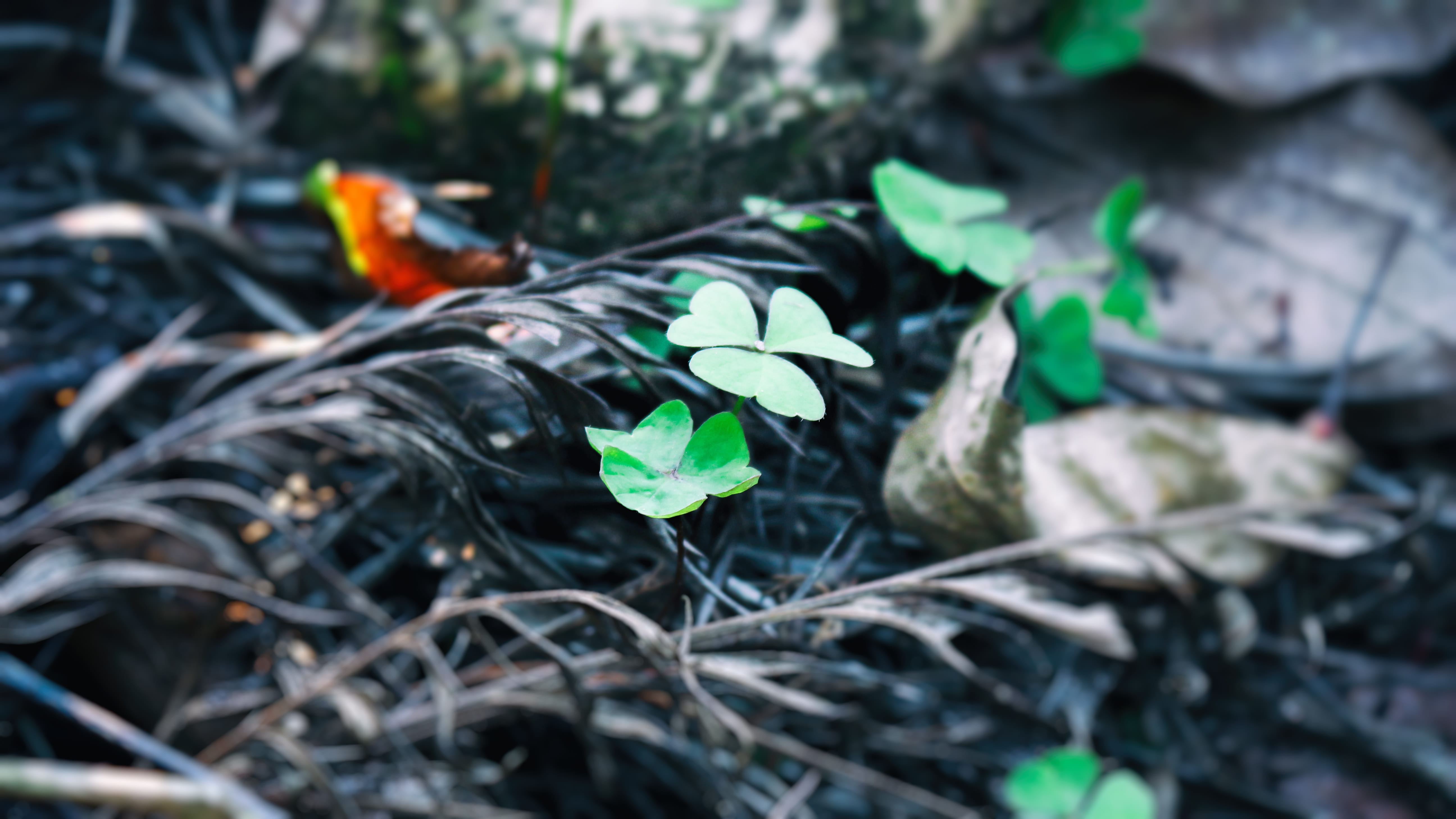 plant stem, black, soil, foliage, vulnerability, leaf, green color, 5K, pile of leaves, botany, new, freshness, no people, close-up, focus on foreground, HD Wallpaper