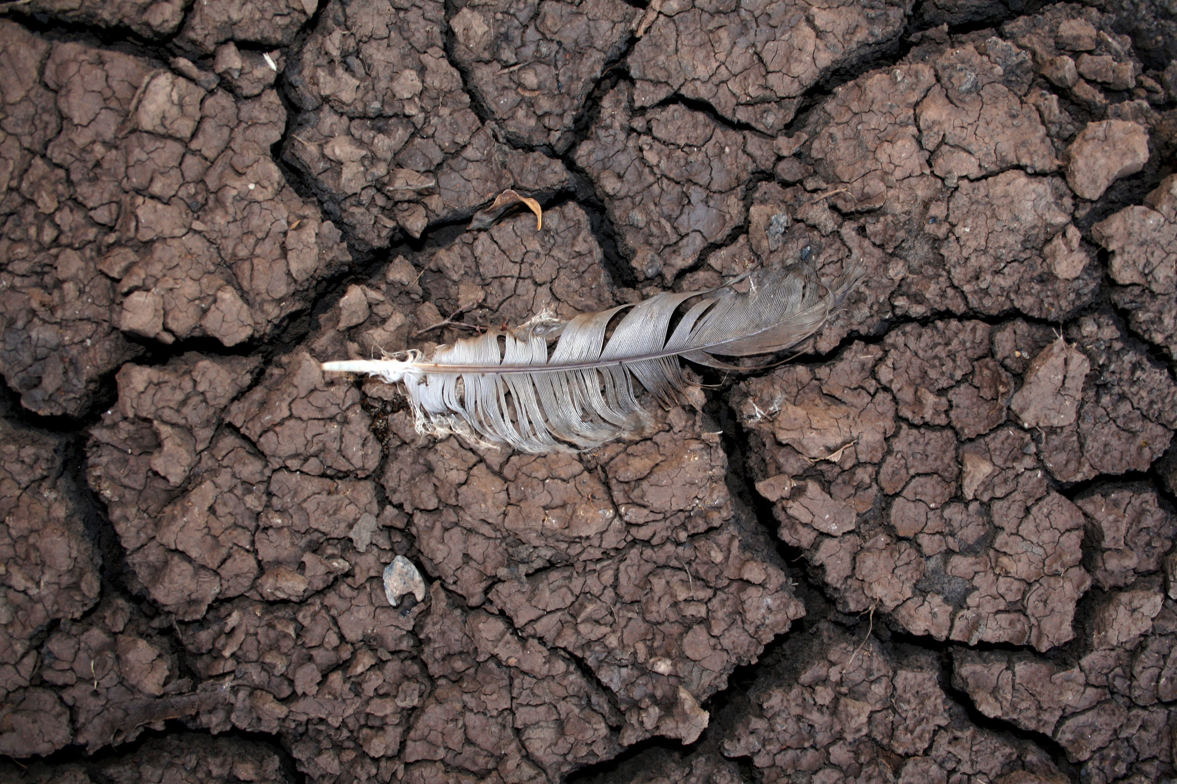 soil, animals in the wild, close-up, animal wildlife, weather, bird, Nature, land, no people, dirt, cracked, arid, earth, arid climate, tree, animal, disaster, HD Wallpaper