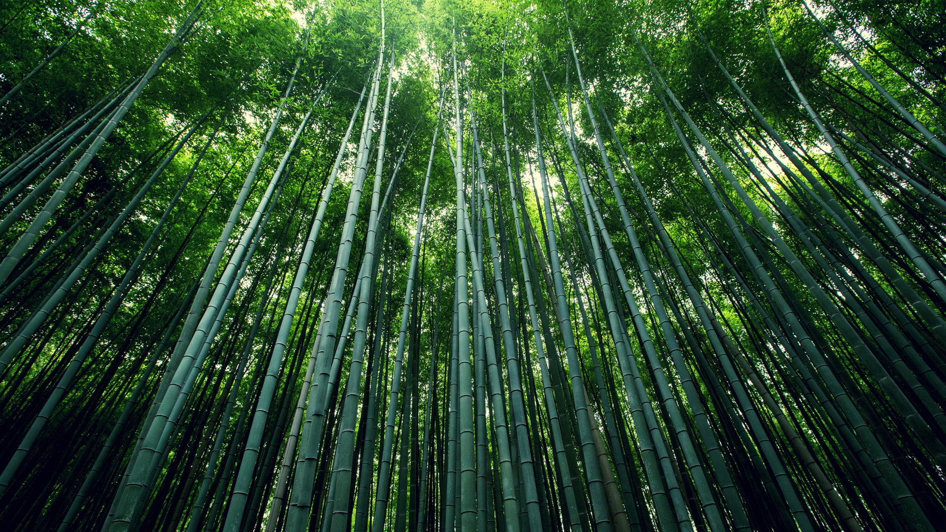 bamboo leaves, 1080P, bamboo, leaves, green bamboo, green, HD Wallpaper