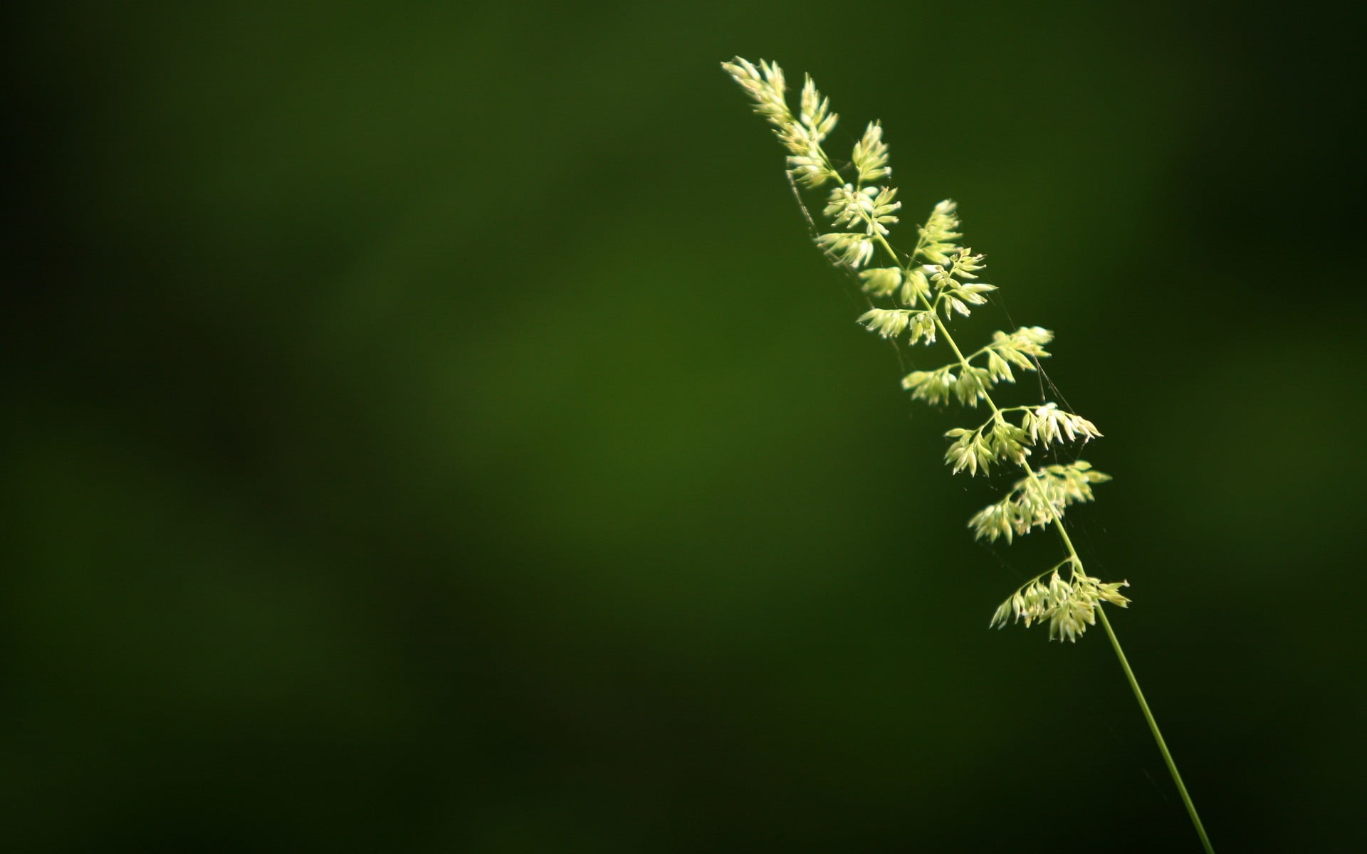 1080P, botany, outdoors, vulnerability, close-up, beauty In Nature, plant, macro, day, green, flower, season, summer, studio shot, copy space, environment, HD Wallpaper