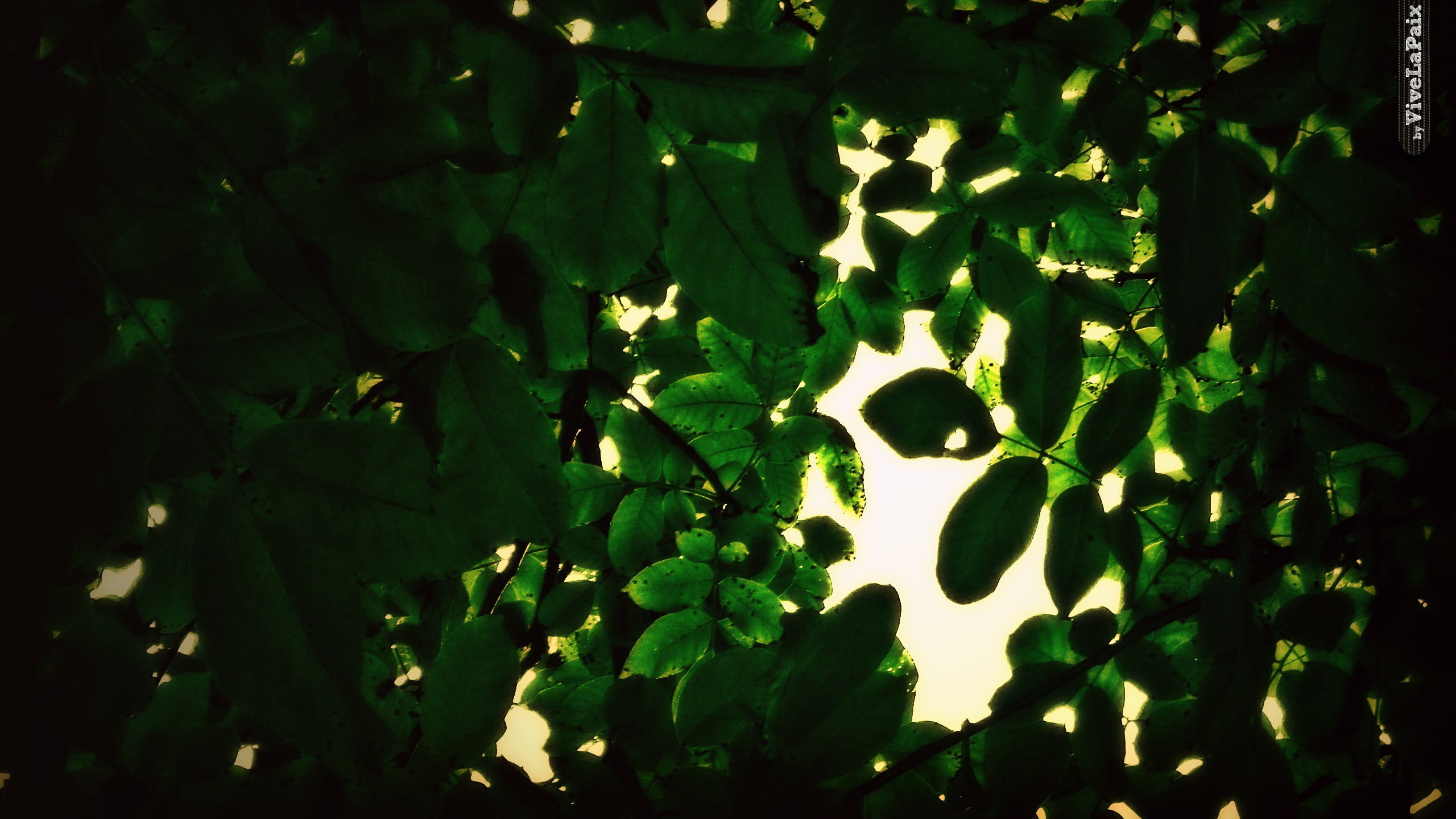 growth, fruit, tree, beauty in nature, sunlight, day, plant, healthy eating, green, no people, branch, freshness, leaf, outdoors, fruit tree, close-up, HD Wallpaper