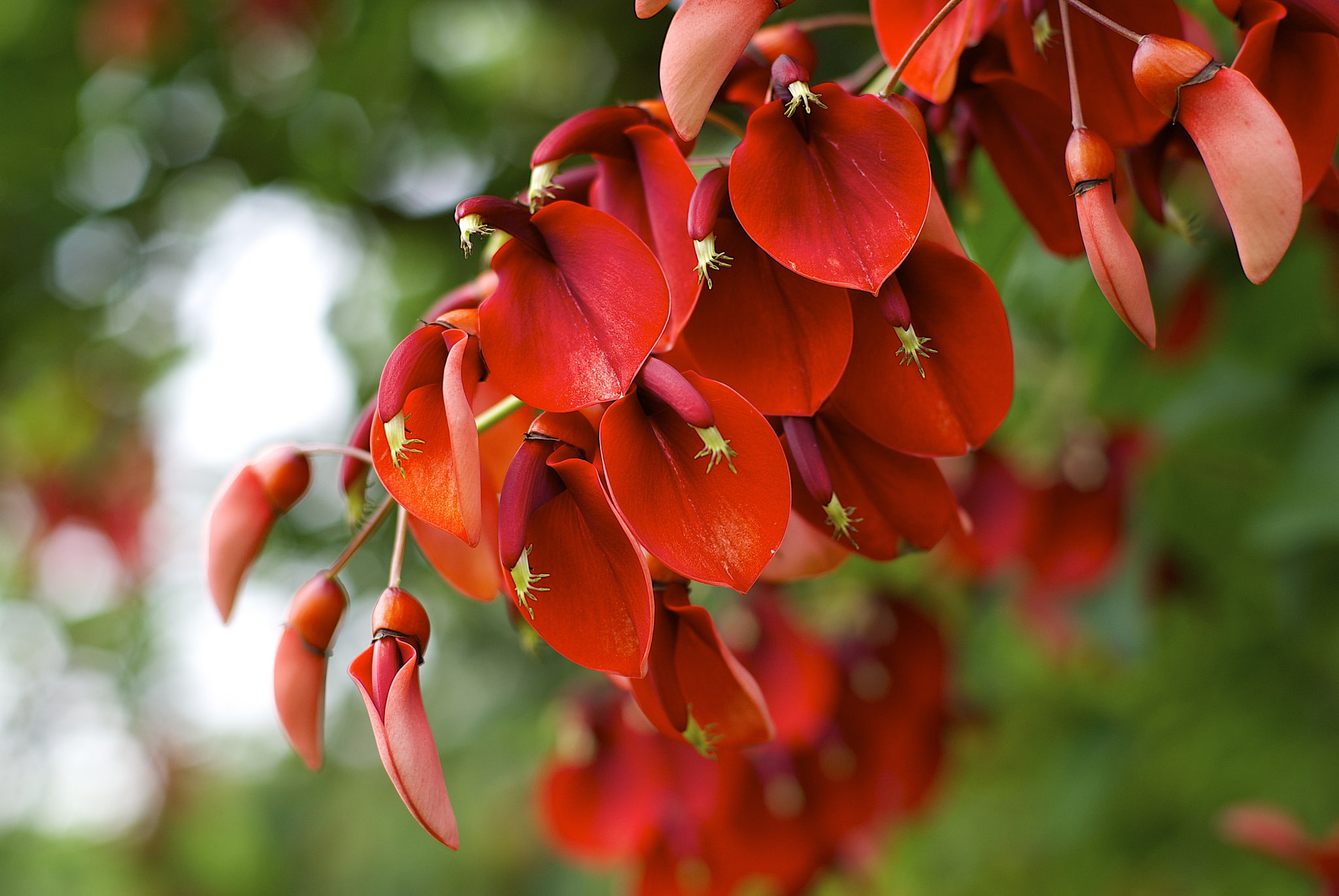 flowers, red, petaled, flowering, 1080P, macro, plant, Erythrina crista-galli, HD Wallpaper